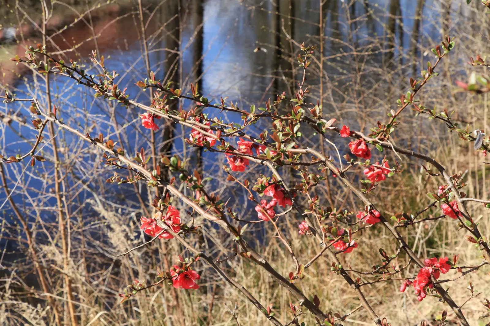 Japanese Flowering Quince (Chaenomeles Speciosa) — measuring up to 1.5 inches across