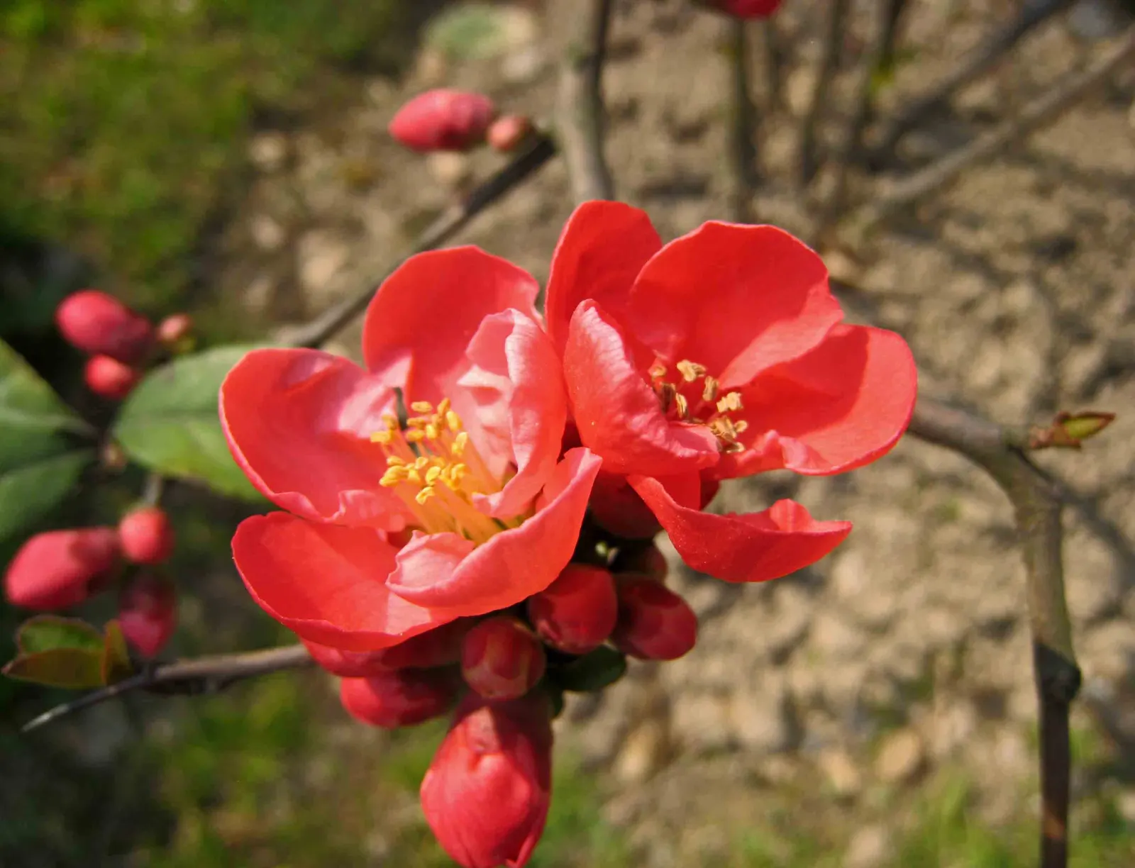 Japanese Flowering Quince (Chaenomeles Speciosa) — This robust plant reaches 6-10 feet in height and spreads 6-10 feet; which are tart but edible