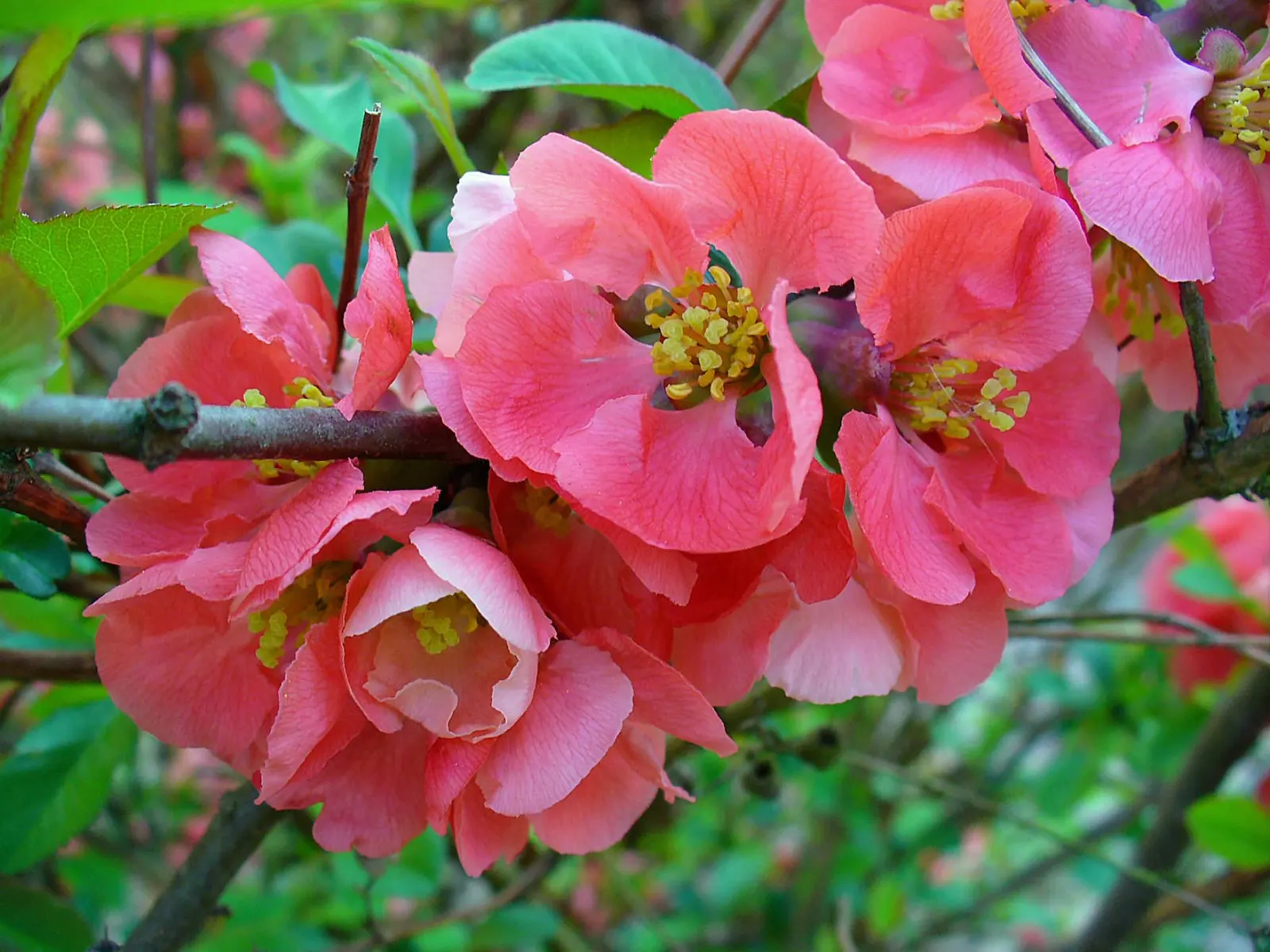 Japanese Flowering Quince (Chaenomeles Speciosa) — around 2 to 3 inches in size, image 143