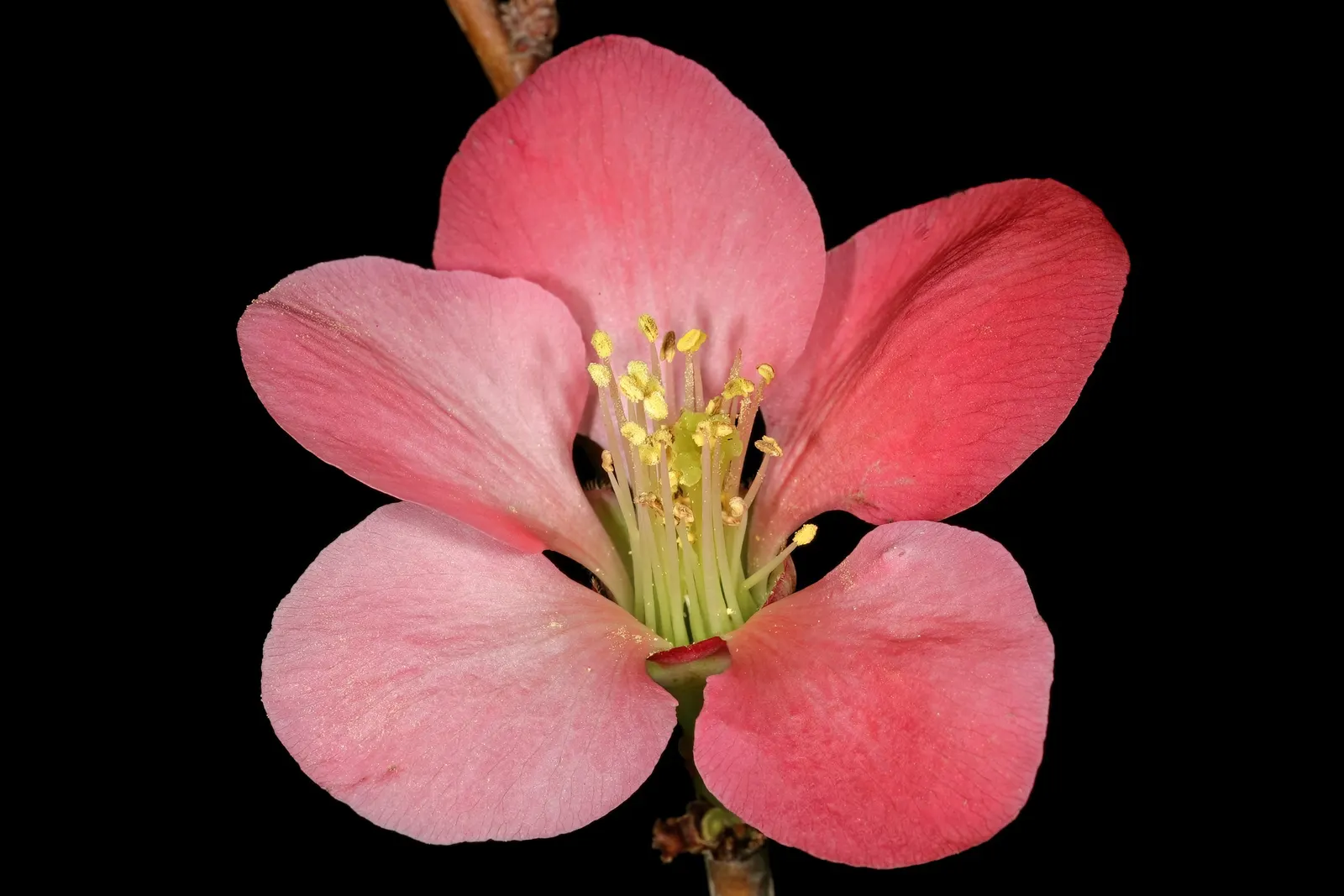 Japanese Flowering Quince (Chaenomeles Speciosa) — Equipped with thorny branches, it makes an excellent choice for defensive hedges; shrub with red, image 41