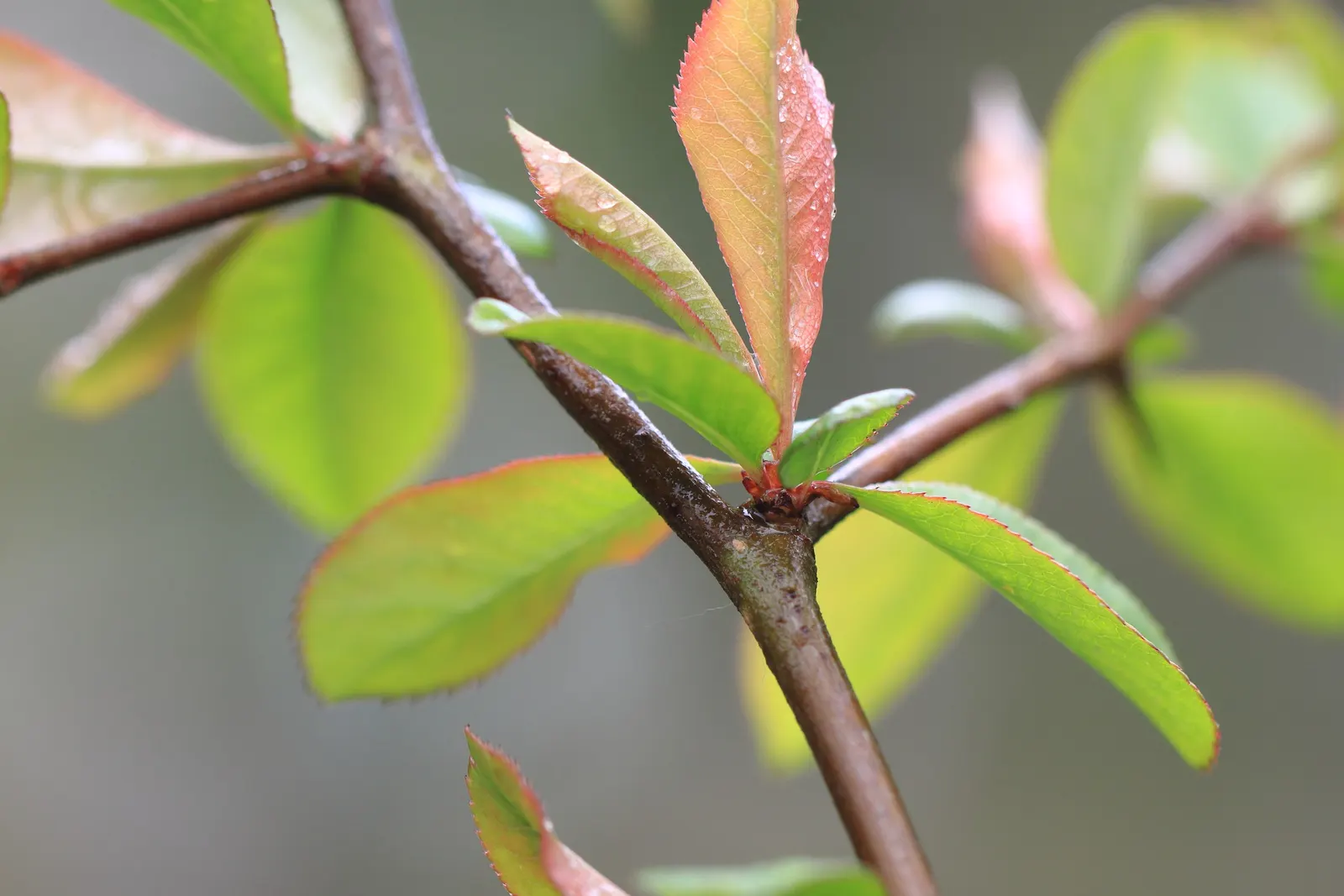 Japanese Flowering Quince (Chaenomeles Speciosa) — which arrive in hues of scarlet; its arresting flowers, in hues of red, pink, or white, are, image 120