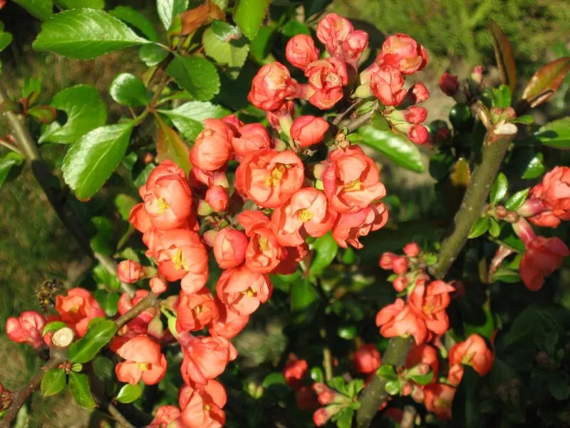Japanese Flowering Quince (Chaenomeles Speciosa) — around 2 to 3 inches in size, image 162