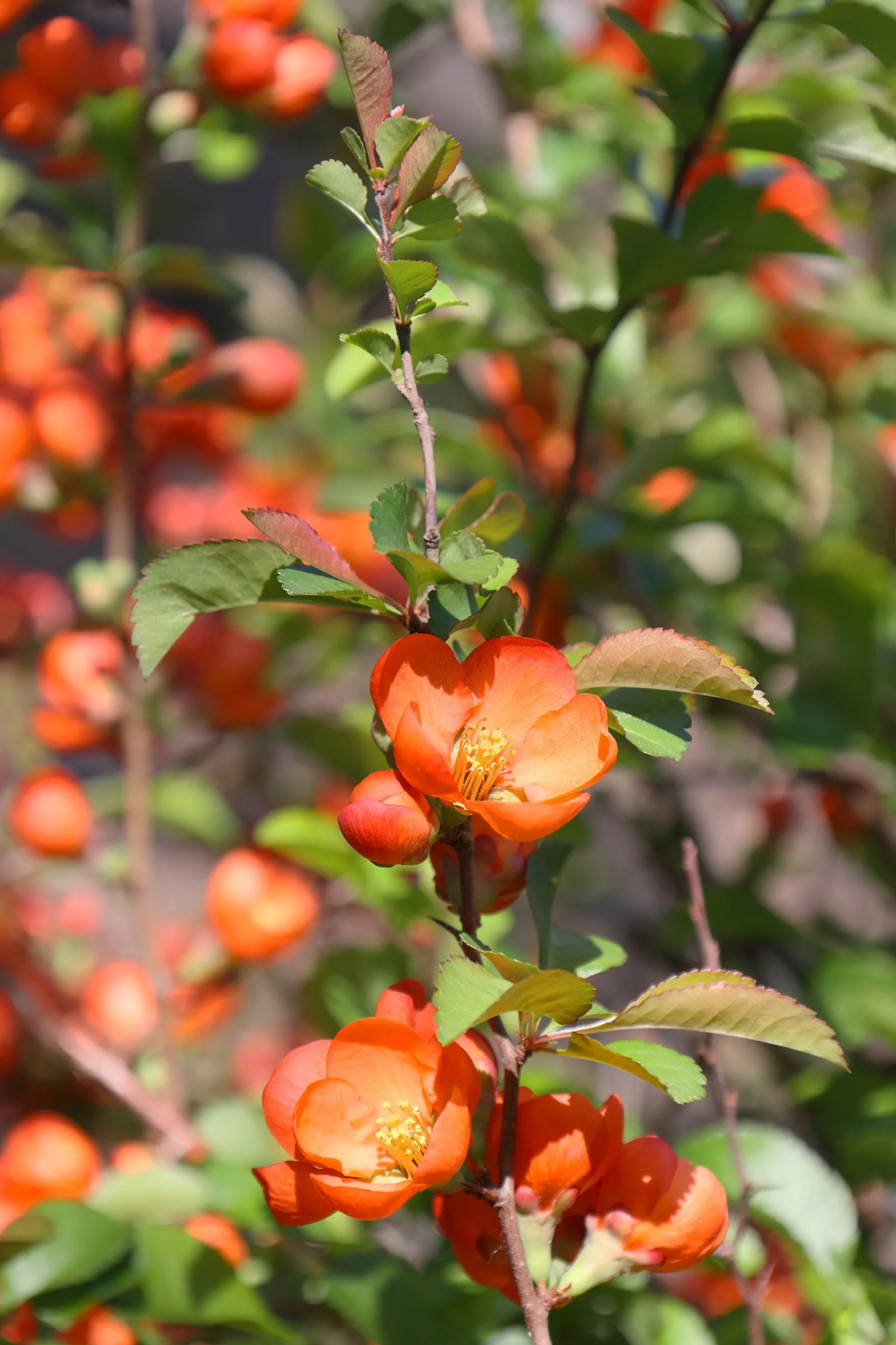 Japanese Flowering Quince (Chaenomeles Speciosa) — Blooming prolifically before the emergence of glossy green foliage
