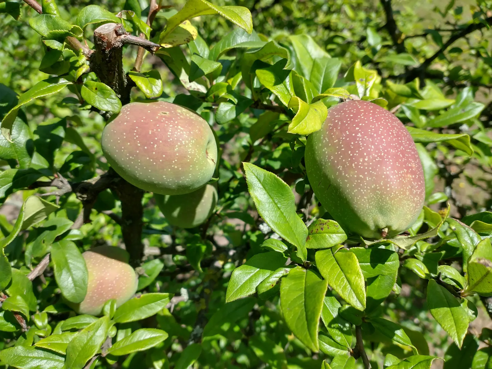 Japanese Flowering Quince (Chaenomeles Speciosa) — Chaenomeles speciosa prefers a well-draining soil and a full sun to partial shade position, image 127
