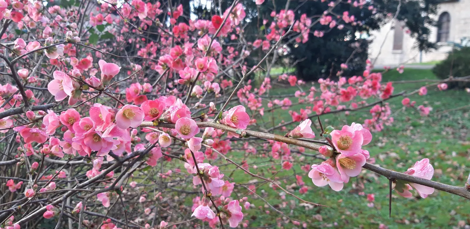 Japanese Flowering Quince (Chaenomeles Speciosa) — which are tart but edible; red flowers in the garden