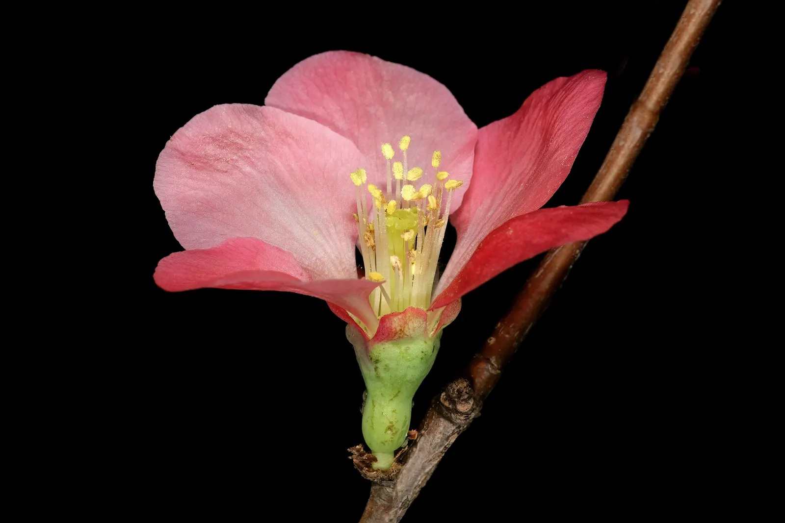 Japanese Flowering Quince (Chaenomeles Speciosa) — rejuvenating the plant and encouraging robust new growth; it is cold-hardy, accommodating, image 130