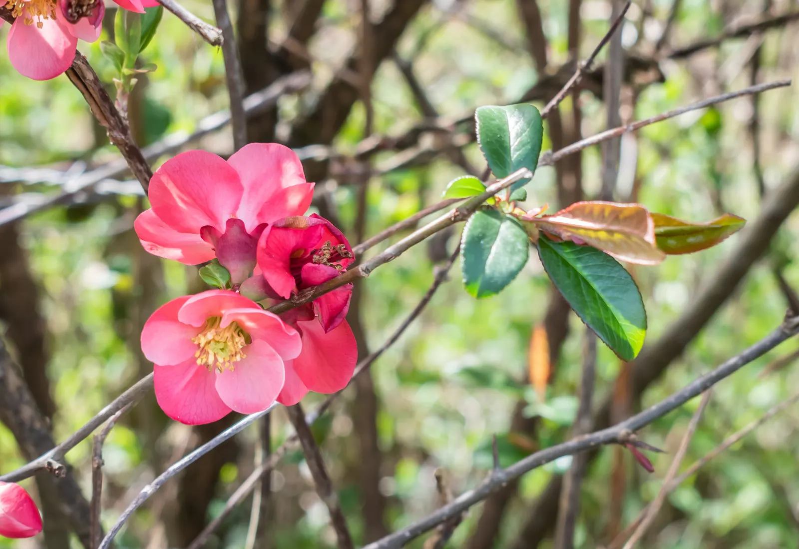 Japanese Flowering Quince (Chaenomeles Speciosa) — which are tart but edible; red flowers in the garden, image 106