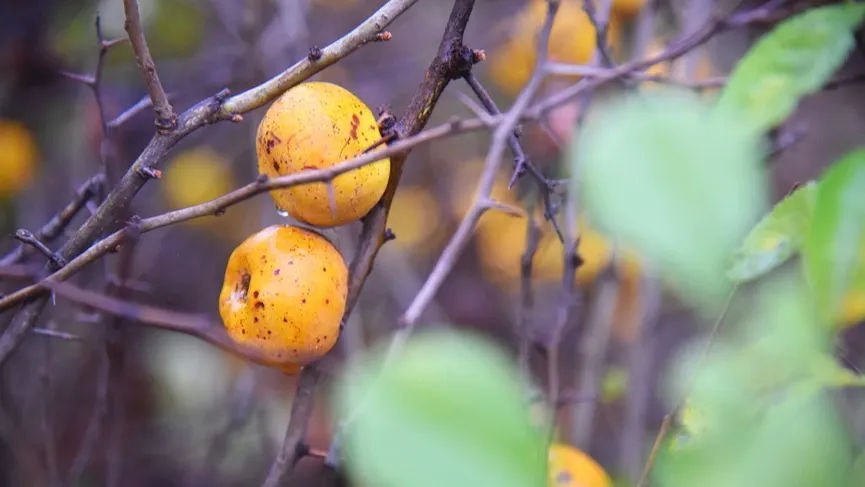 Japanese Flowering Quince (Chaenomeles Speciosa) — often used in jellies and preserves.<br><br>For ideal growth; typically reaching a mature height, image 88
