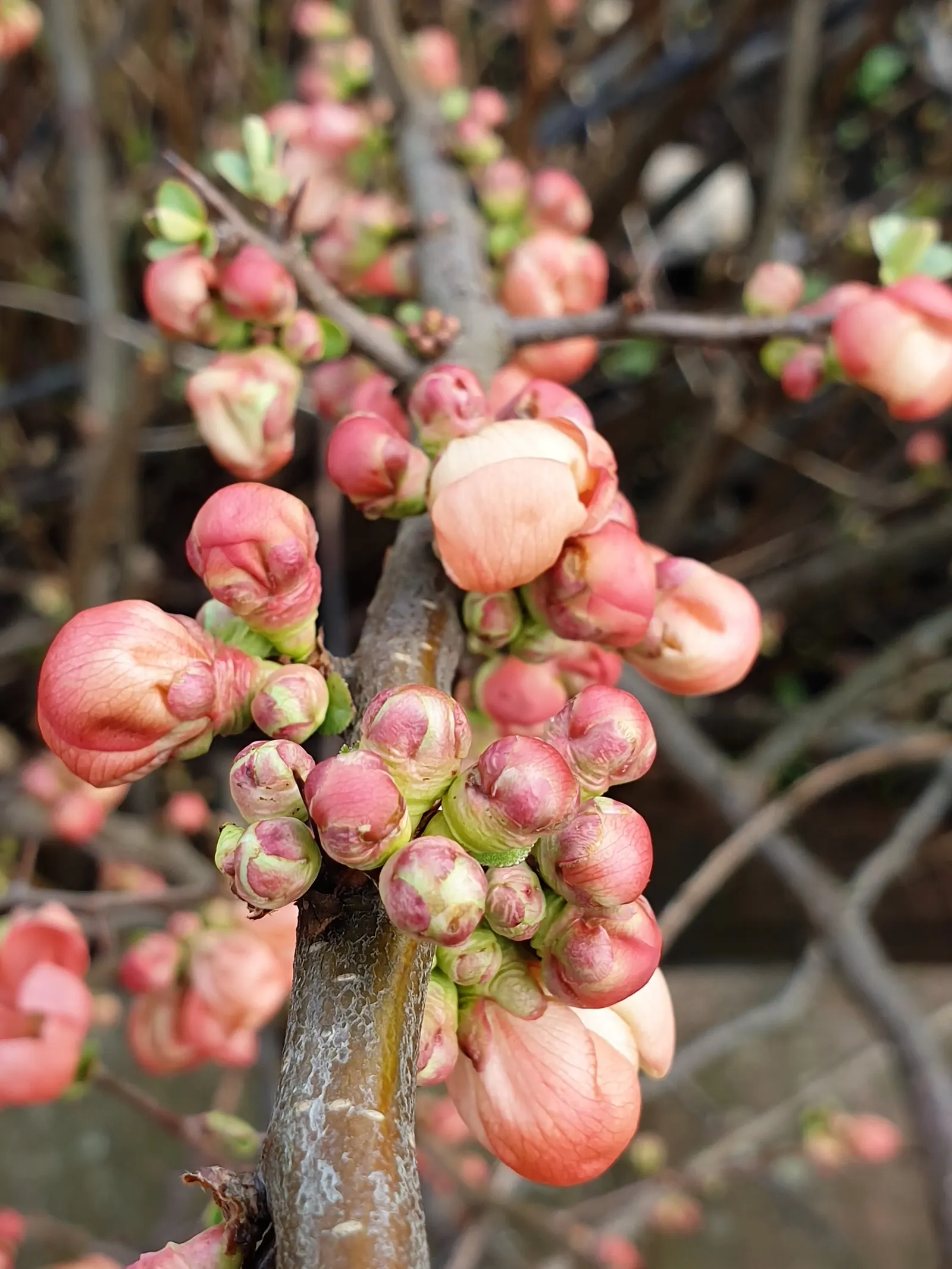 Japanese Flowering Quince (Chaenomeles Speciosa) — around 2 to 3 inches in size, image 67