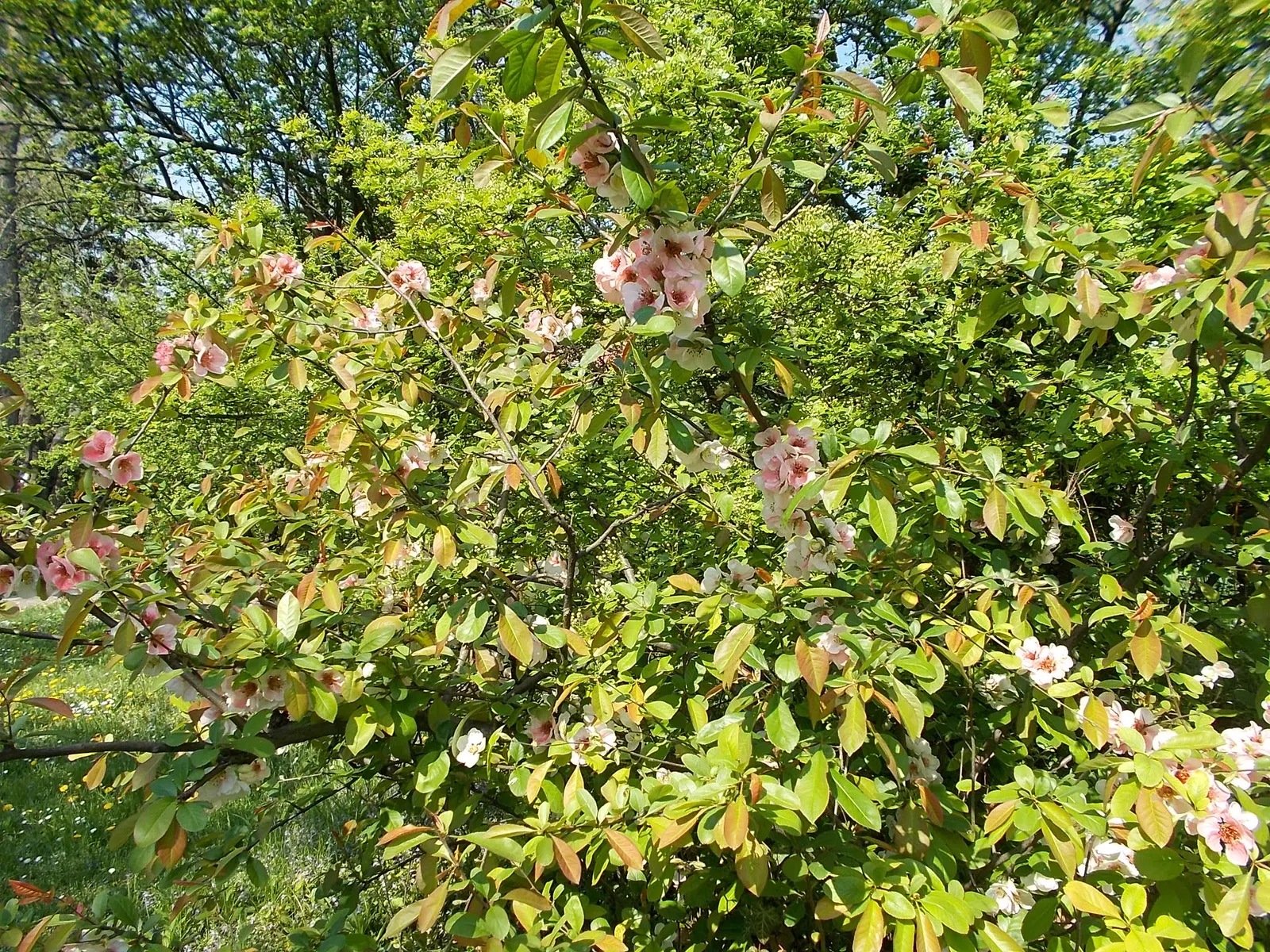 Japanese Flowering Quince (Chaenomeles Speciosa) — rejuvenating the plant and encouraging robust new growth; it is cold-hardy, accommodating, image 111