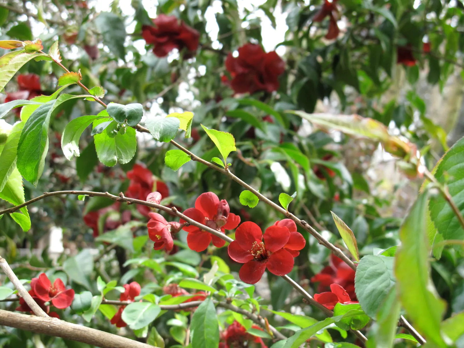 Japanese Flowering Quince (Chaenomeles Speciosa) — shrub with red blooms; these flowers create a captivating show from late winter to early spring, image 132