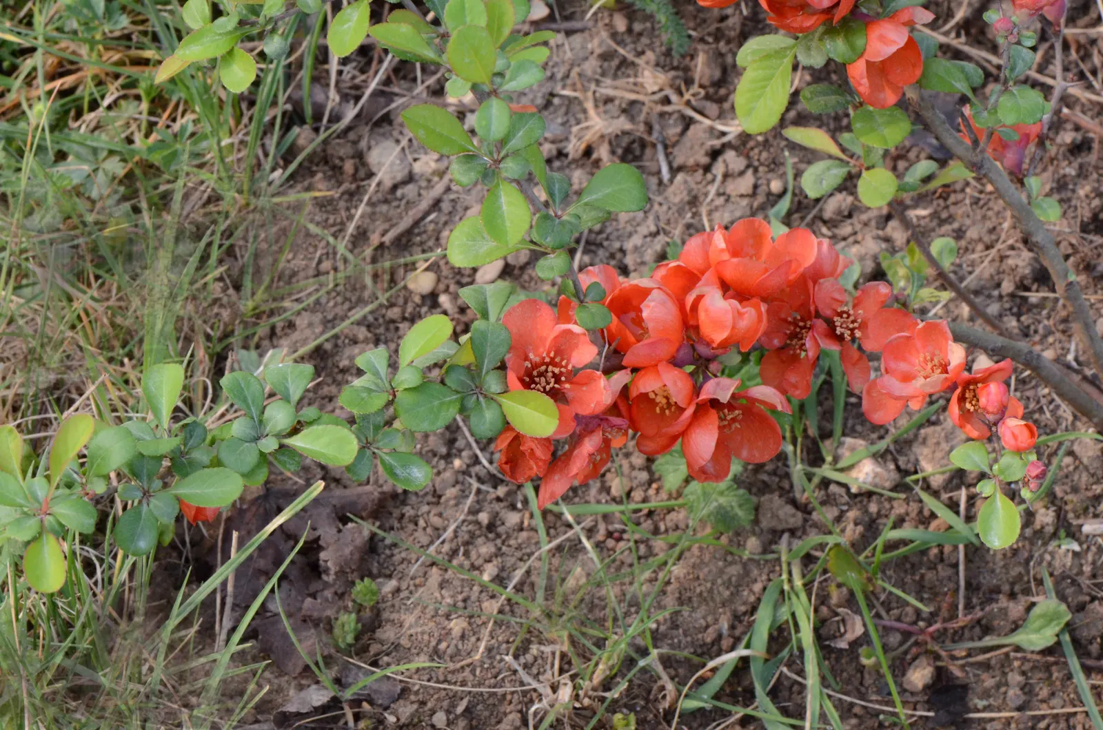 Japanese Flowering Quince (Chaenomeles Speciosa) — which arrive in hues of scarlet; its arresting flowers, in hues of red, pink, or white, are, image 63