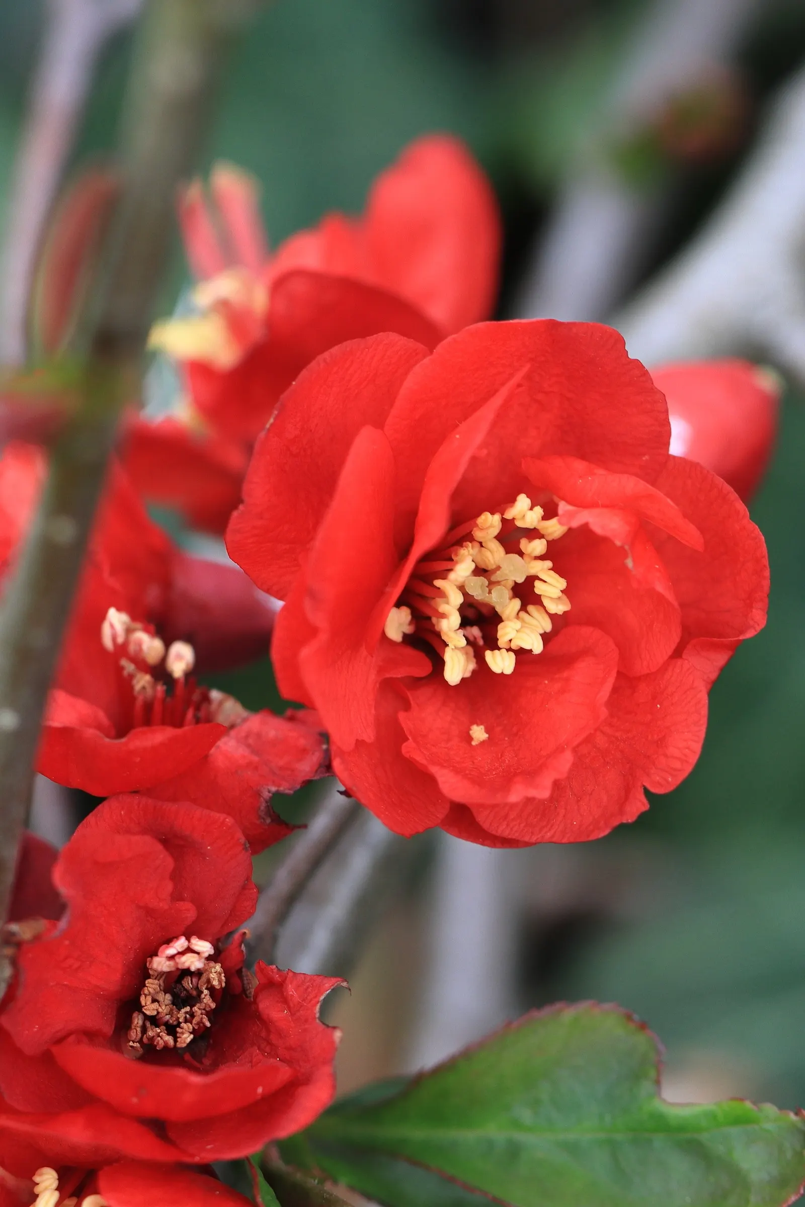 Japanese Flowering Quince (Chaenomeles Speciosa) — often used in jellies and preserves.<br><br>For ideal growth; typically reaching a mature height, image 69