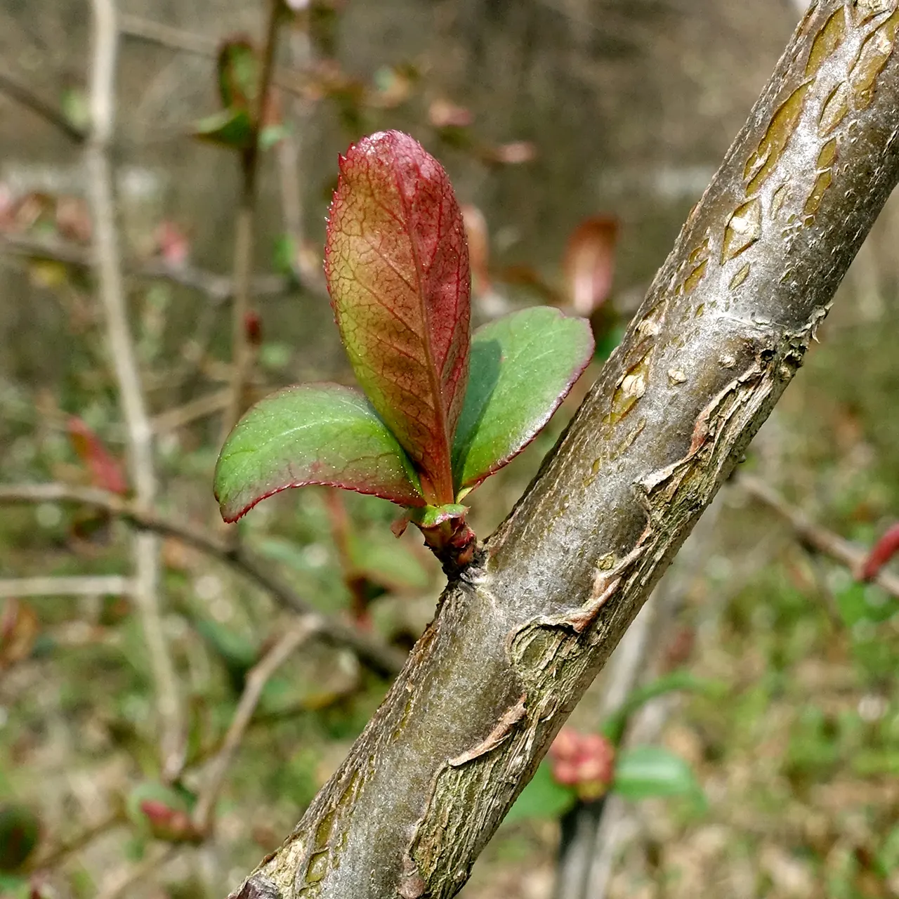 Japanese Flowering Quince (Chaenomeles Speciosa) — around 2 to 3 inches in size, image 124