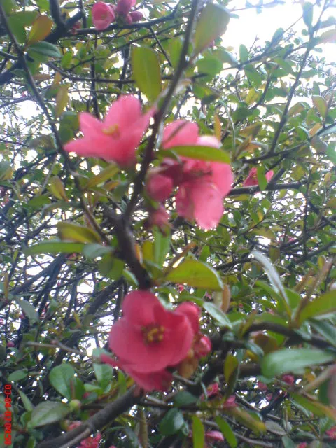 Japanese Flowering Quince (Chaenomeles Speciosa) — these flowers create a captivating show from late winter to early spring; equipped with thorny, image 161