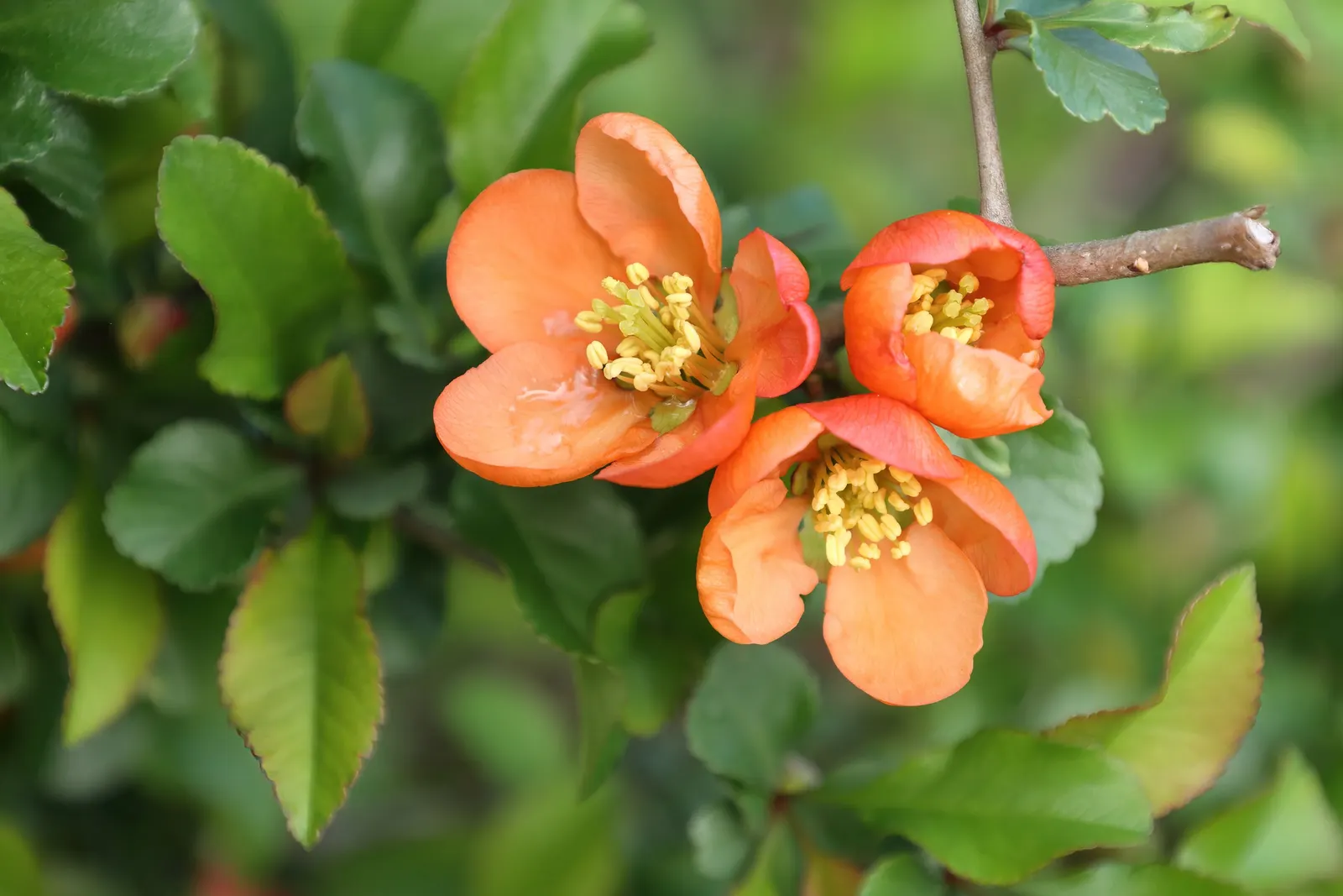 Japanese Flowering Quince (Chaenomeles Speciosa) — It is cold-hardy, accommodating climates down to USDA Hardiness Zone 5; shrub for full or half, image 52