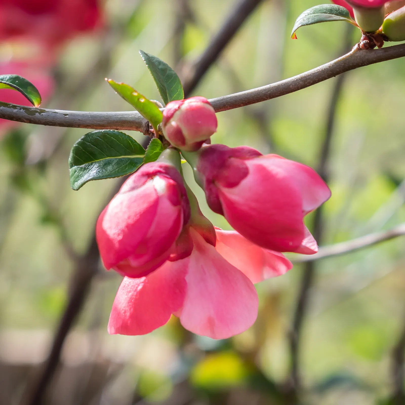 Japanese Flowering Quince (Chaenomeles Speciosa) — rejuvenating the plant and encouraging robust new growth; it is cold-hardy, accommodating climates down to