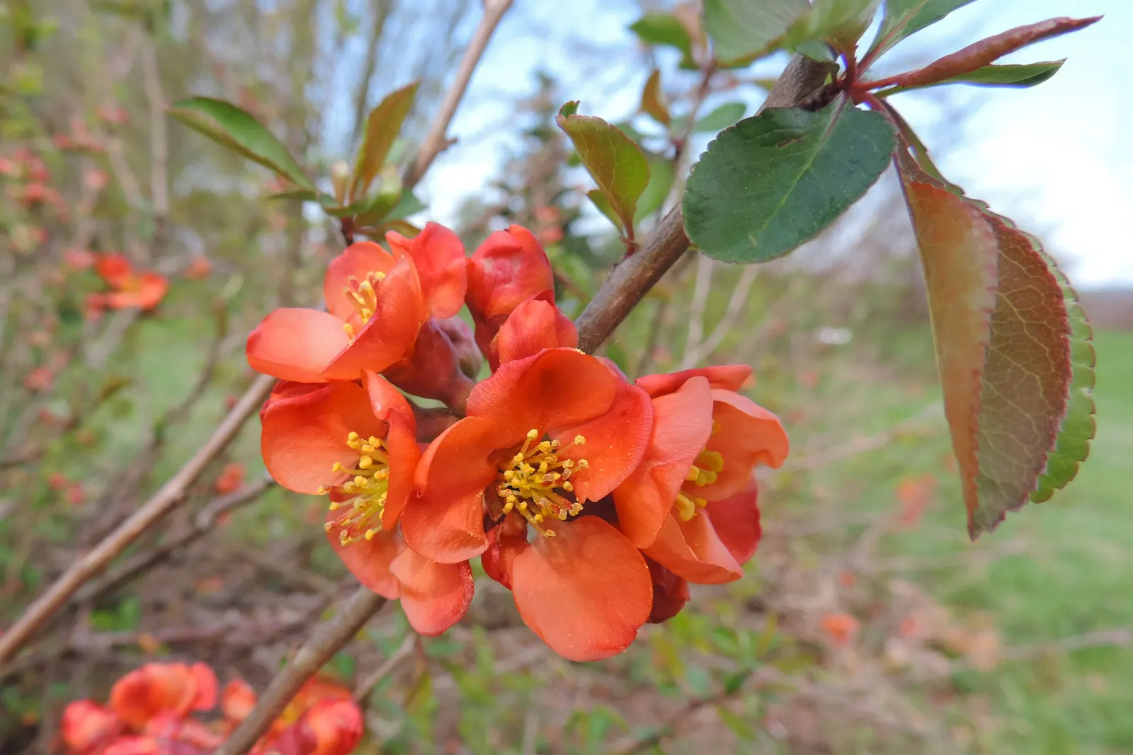 Japanese Flowering Quince (Chaenomeles Speciosa) — shrub for full or half; rejuvenating the plant and encouraging robust new growth, image 152