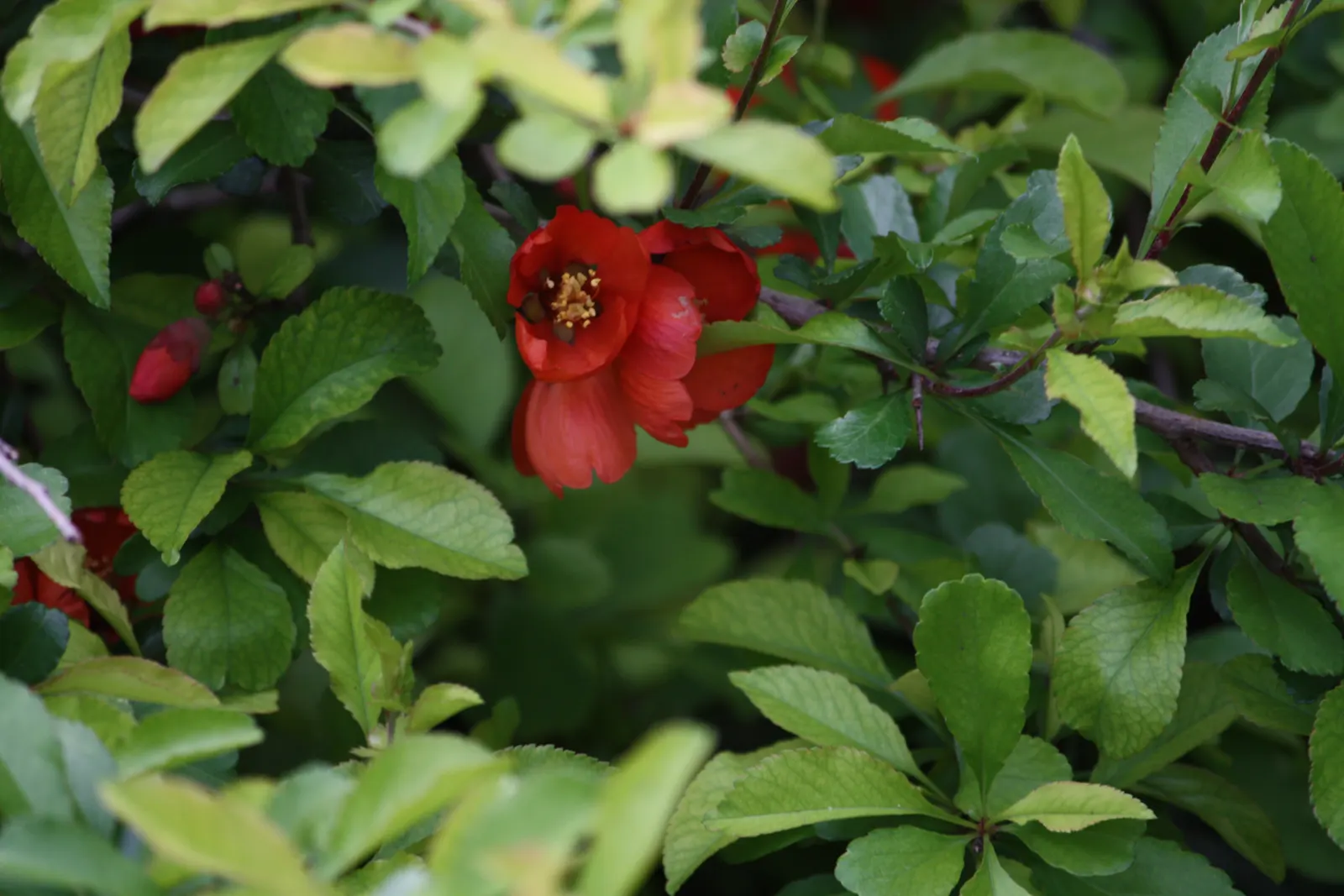 Japanese Flowering Quince (Chaenomeles Speciosa) — red flowers in the garden; this robust plant reaches 6-10 feet in height and spreads 6-10 feet, image 112