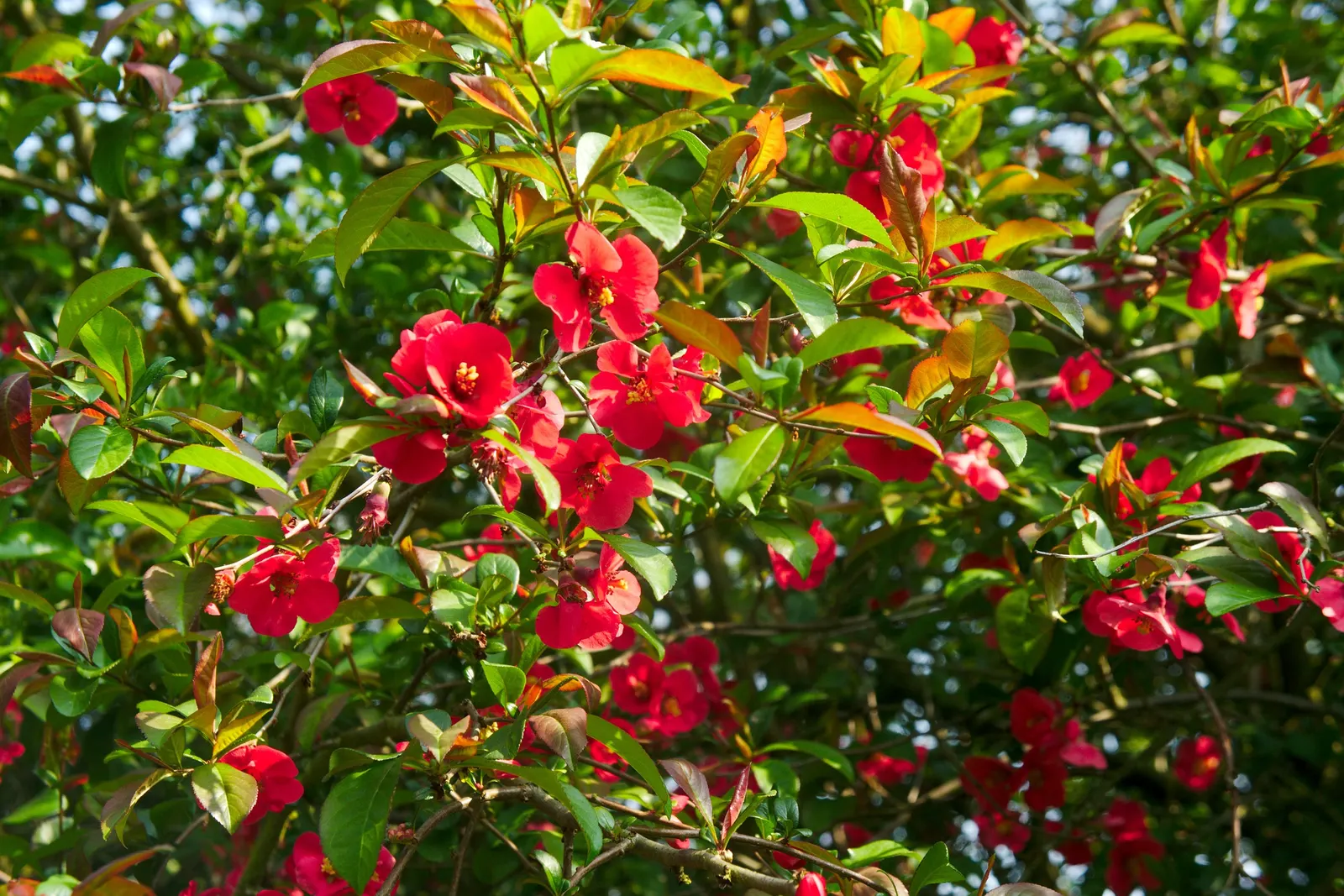 Japanese Flowering Quince (Chaenomeles Speciosa) — It is cold-hardy, accommodating climates down to USDA Hardiness Zone 5; shrub for full or half, image 109