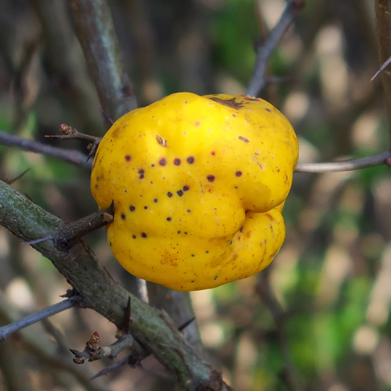 Japanese Flowering Quince (Chaenomeles Speciosa) — Pruning should occur post-flowering to shape and remove any crossed or dead branches; measuring, image 148