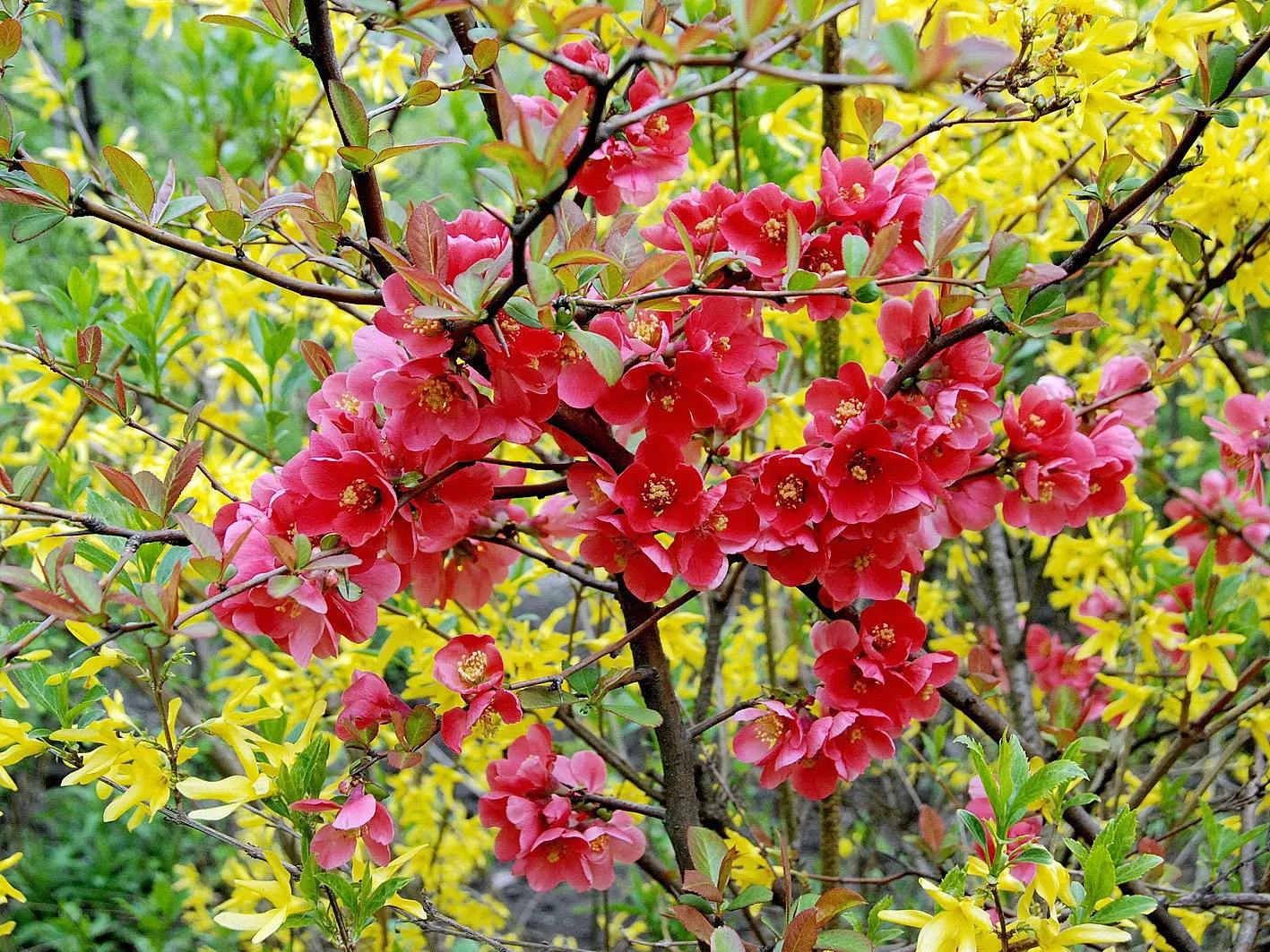 Japanese Flowering Quince (Chaenomeles Speciosa) — shrub with red blooms