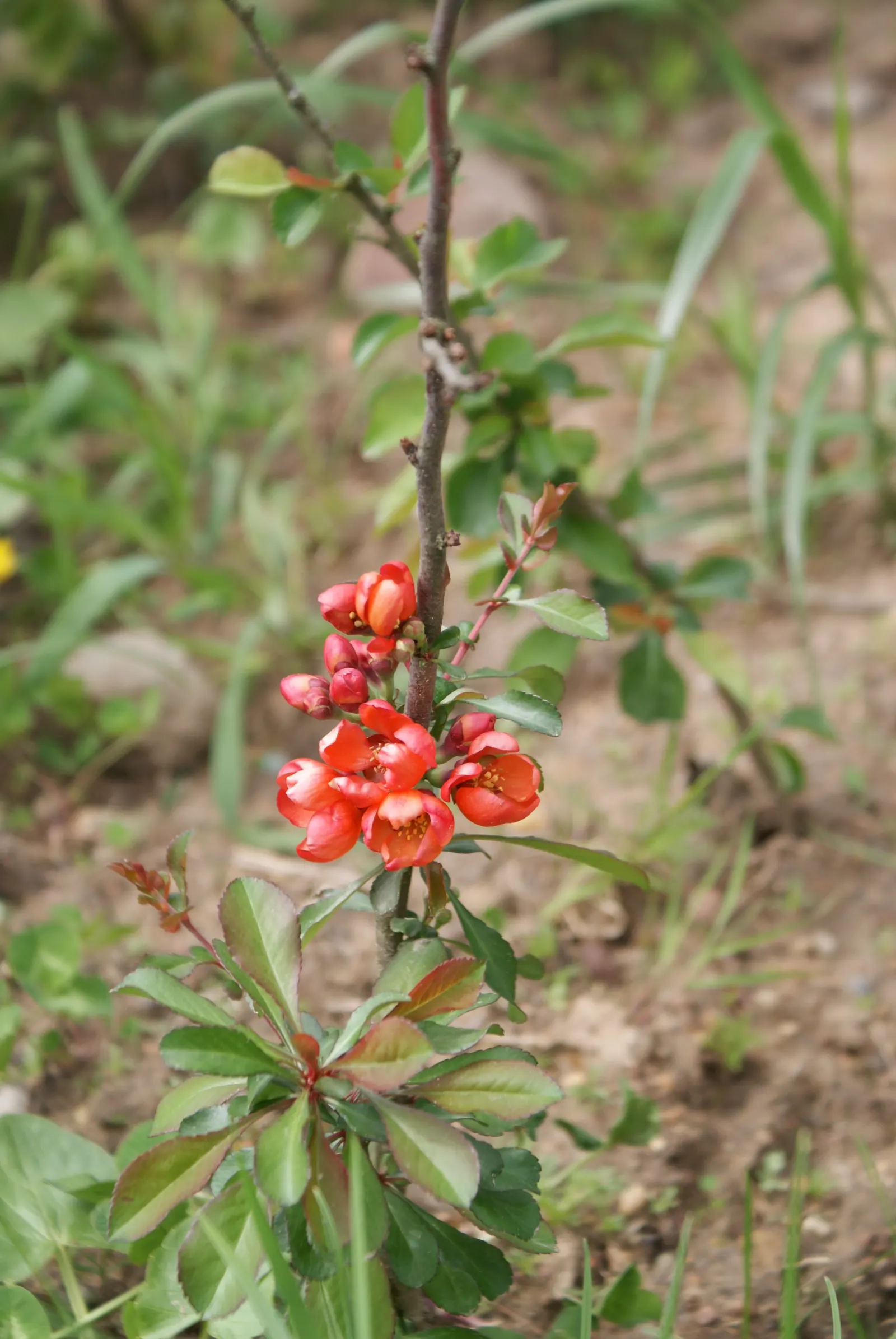 Japanese Flowering Quince (Chaenomeles Speciosa) — Prefers full sun to part shade in well-drained soil; which arrive in hues of scarlet, image 42