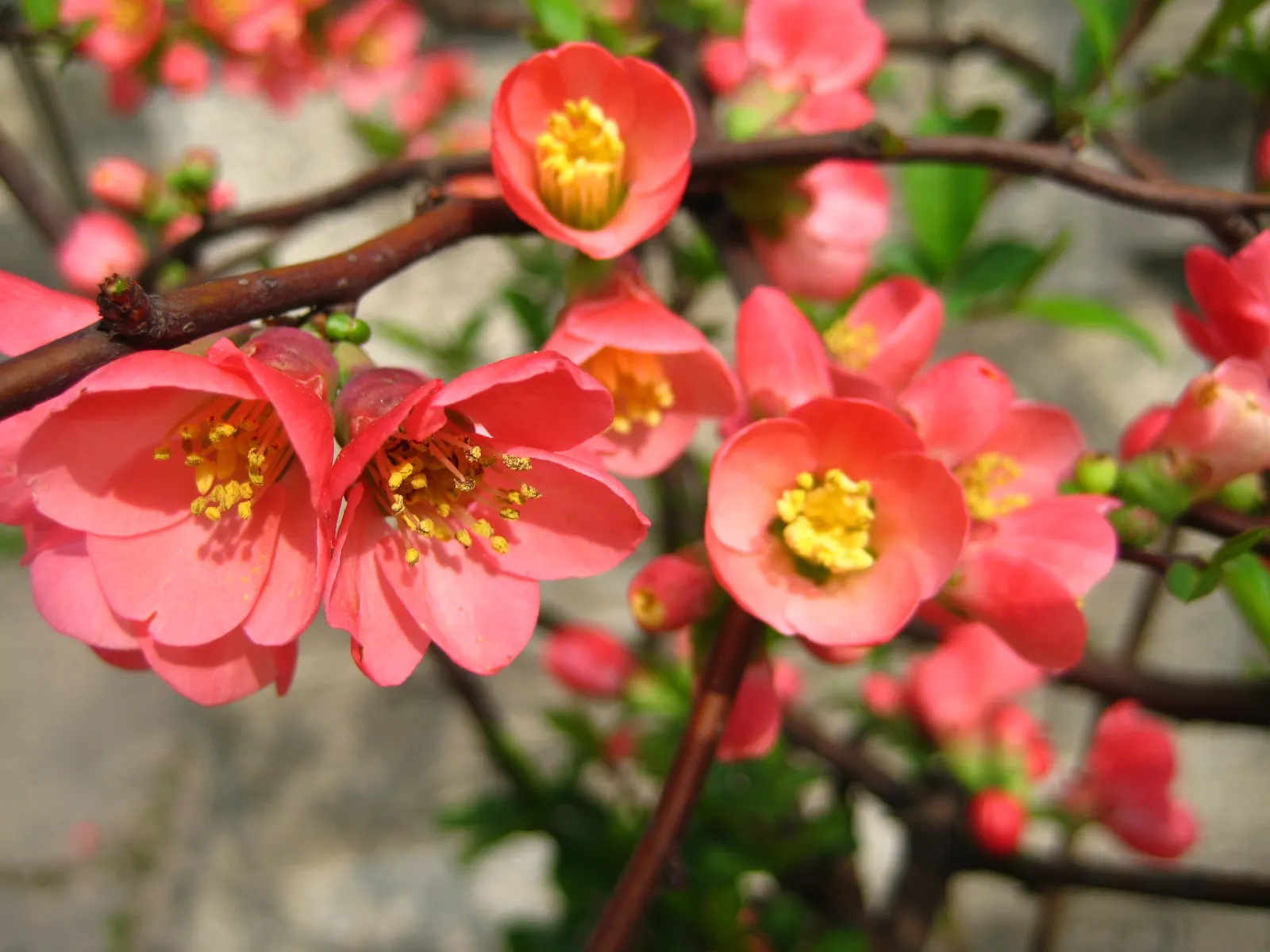Japanese Flowering Quince (Chaenomeles Speciosa) — rejuvenating the plant and encouraging robust new growth; it is cold-hardy, accommodating, image 92