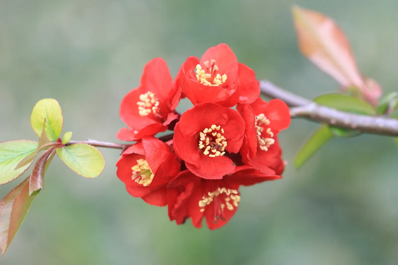 Japanese Flowering Quince (Chaenomeles Speciosa) — Its arresting flowers, in hues of red, pink, or white, are typically about 1.5 inches in diameter; prefers