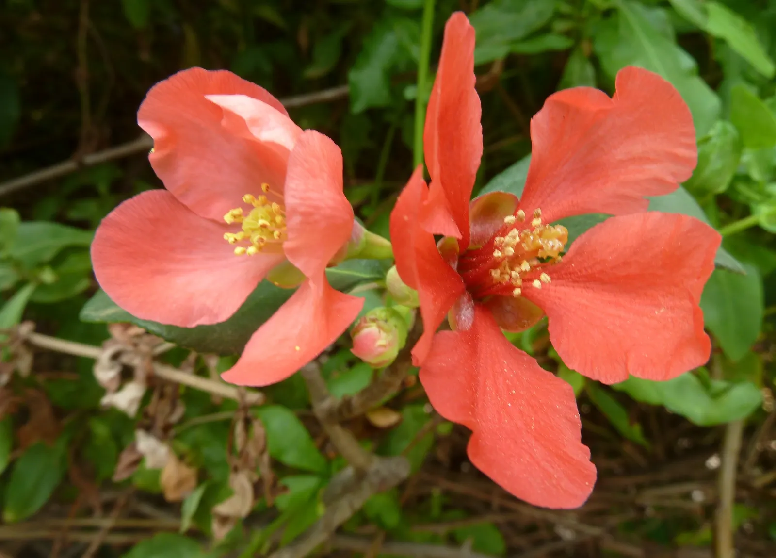Japanese Flowering Quince (Chaenomeles Speciosa) — often used in jellies and preserves.<br><br>For ideal growth; typically reaching a mature height, image 50