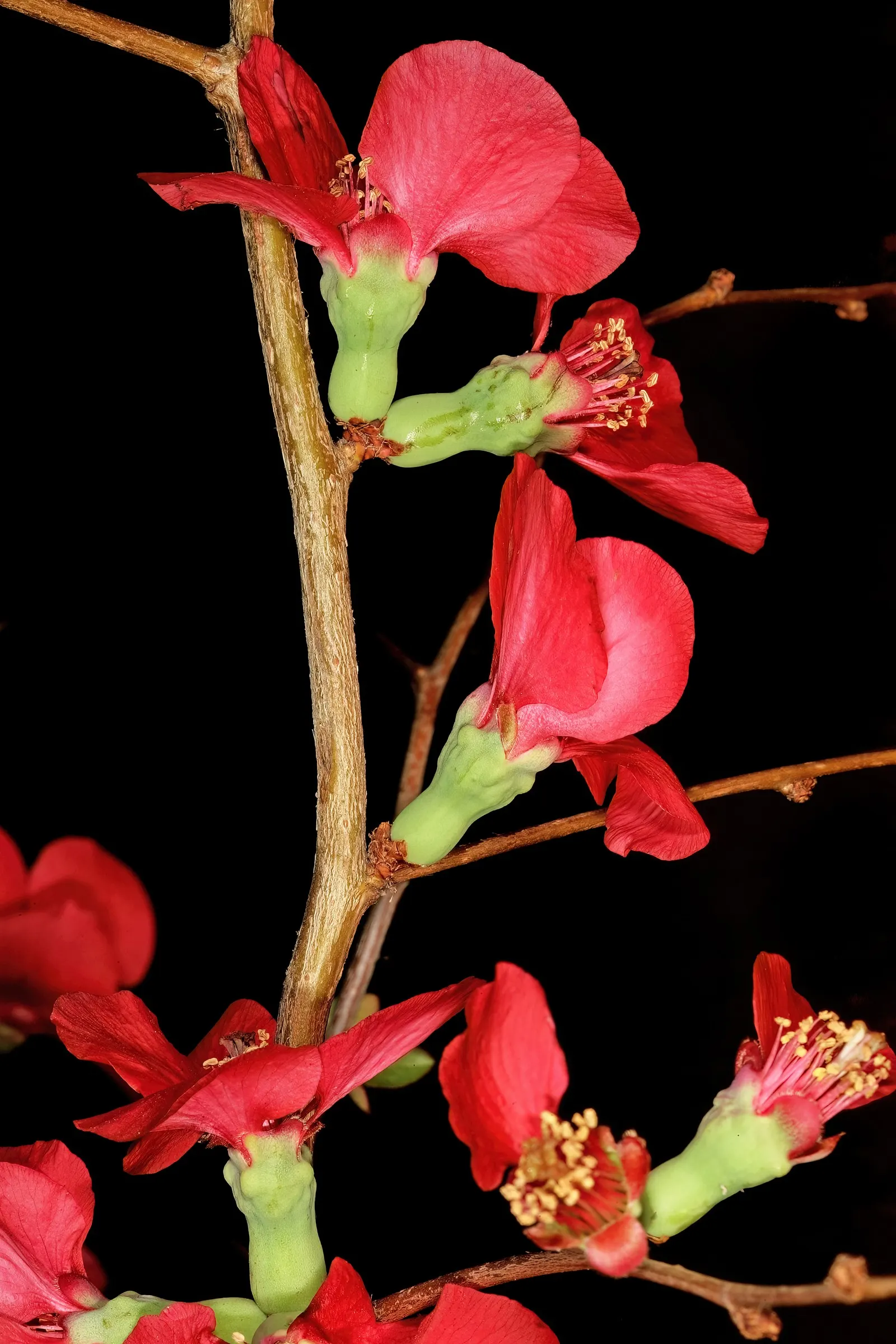 Japanese Flowering Quince (Chaenomeles Speciosa) — This robust plant reaches 6-10 feet in height and spreads 6-10 feet; which are tart but edible, image 59