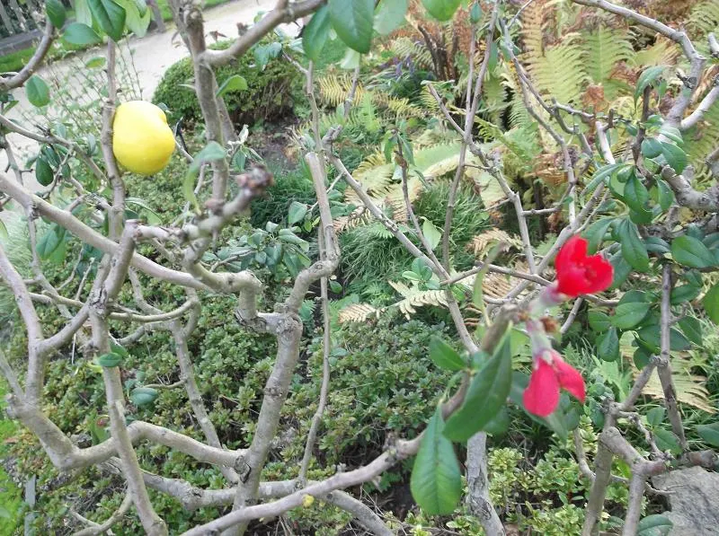 Japanese Flowering Quince (Chaenomeles Speciosa) — Chaenomeles speciosa prefers a well-draining soil and a full sun to partial shade position, image 146