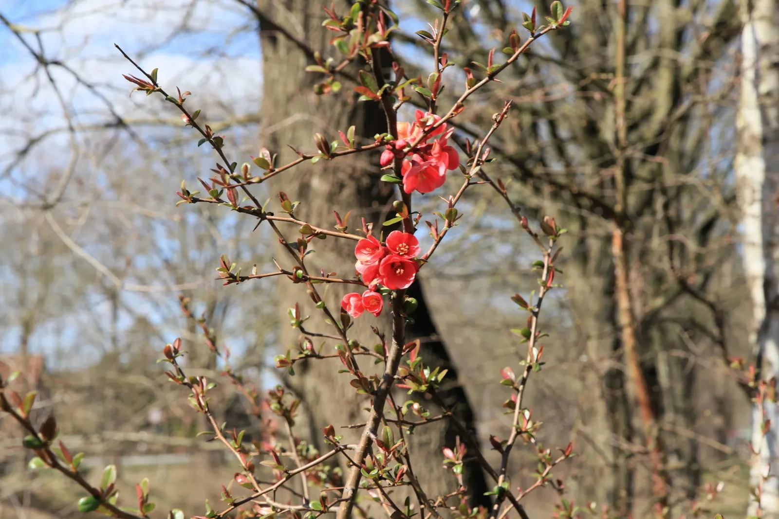 Japanese Flowering Quince (Chaenomeles Speciosa) — Prefers full sun to part shade in well-drained soil; which arrive in hues of scarlet, image 61