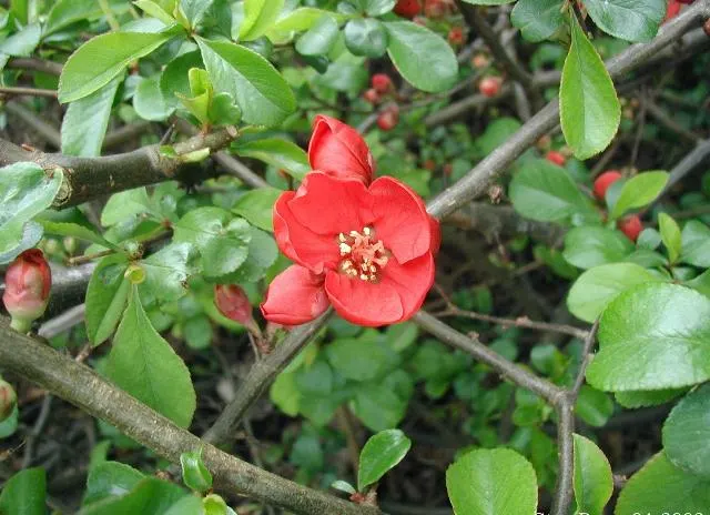 Japanese Flowering Quince (Chaenomeles Speciosa) — Typically reaching a mature height of 6 to 10 feet with an equal spread; chaenomeles speciosa, image 138