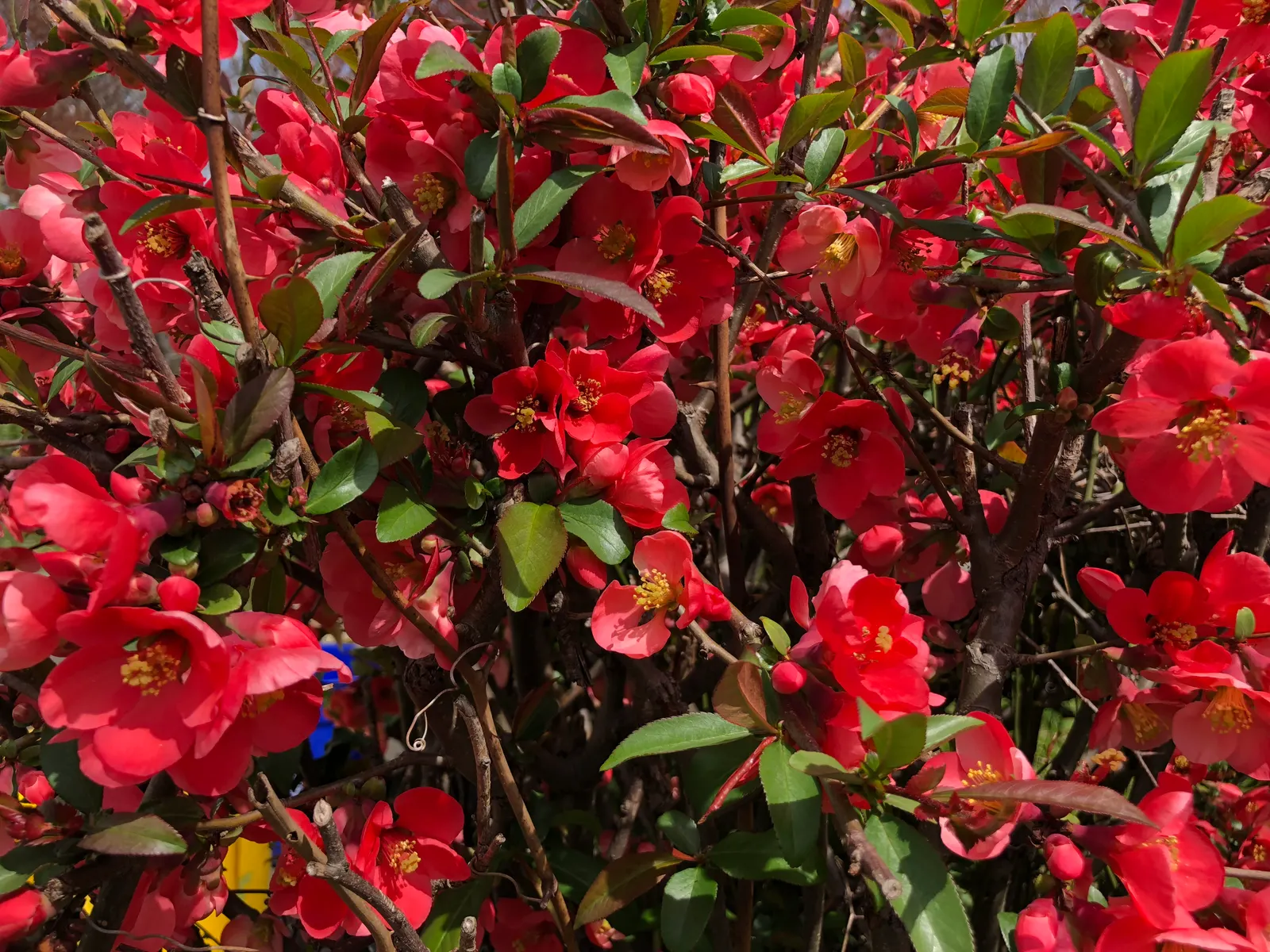 Japanese Flowering Quince (Chaenomeles Speciosa) — which arrive in hues of scarlet; its arresting flowers, in hues of red, pink, or white, are, image 158