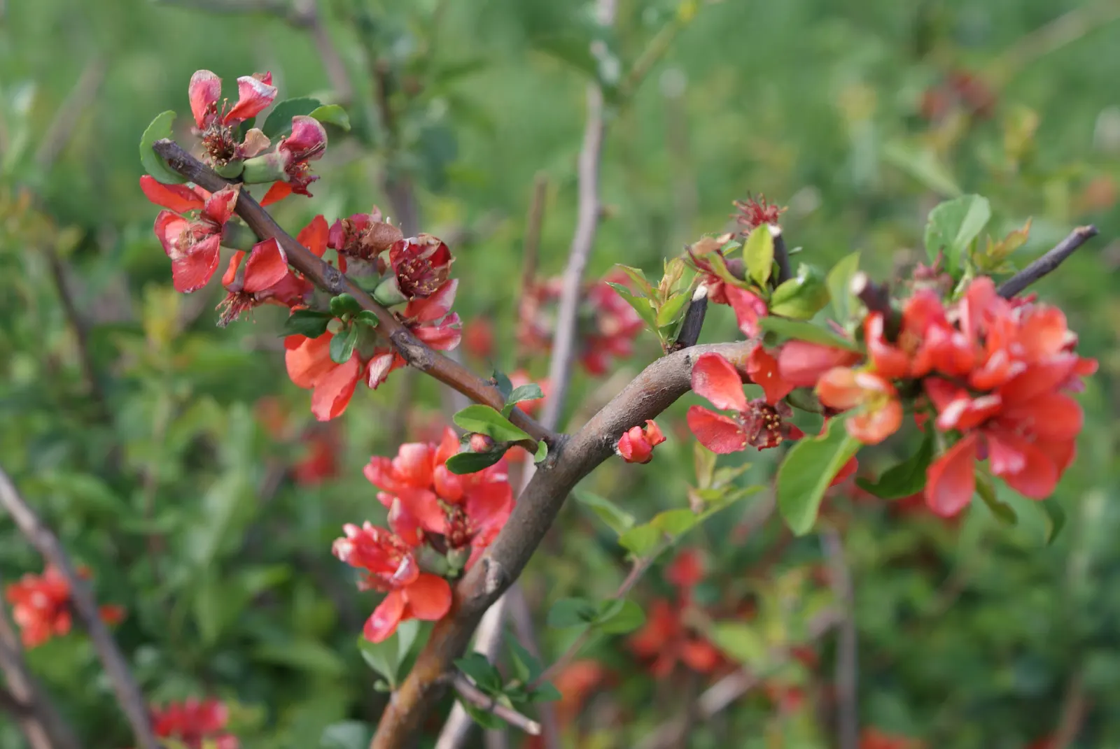 Japanese Flowering Quince (Chaenomeles Speciosa) — Blooming prolifically before the emergence of glossy green foliage; pruning should occur, image 141