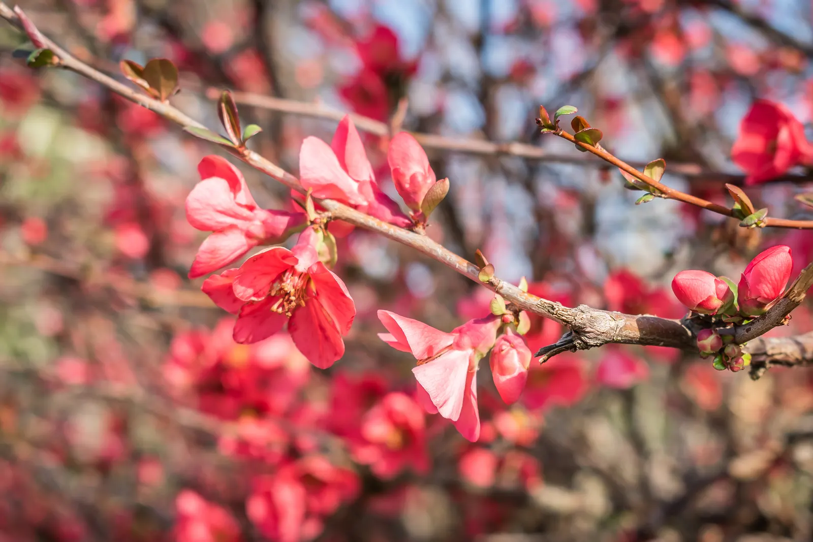 Japanese Flowering Quince (Chaenomeles Speciosa) — It is cold-hardy, accommodating climates down to USDA Hardiness Zone 5; shrub for full or half, image 166