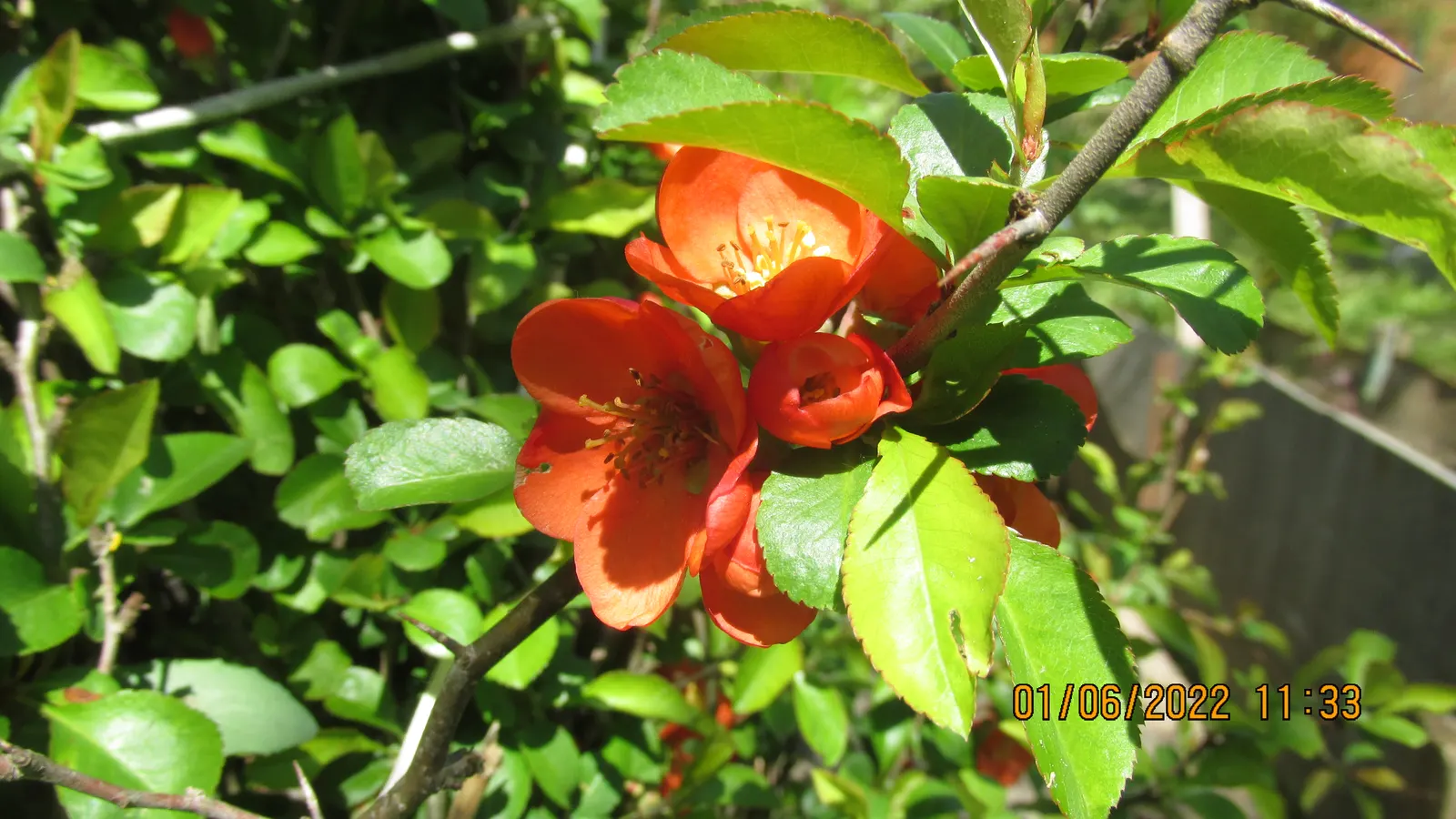 Japanese Flowering Quince (Chaenomeles Speciosa) — This robust plant reaches 6-10 feet in height and spreads 6-10 feet; which are tart but edible, image 135
