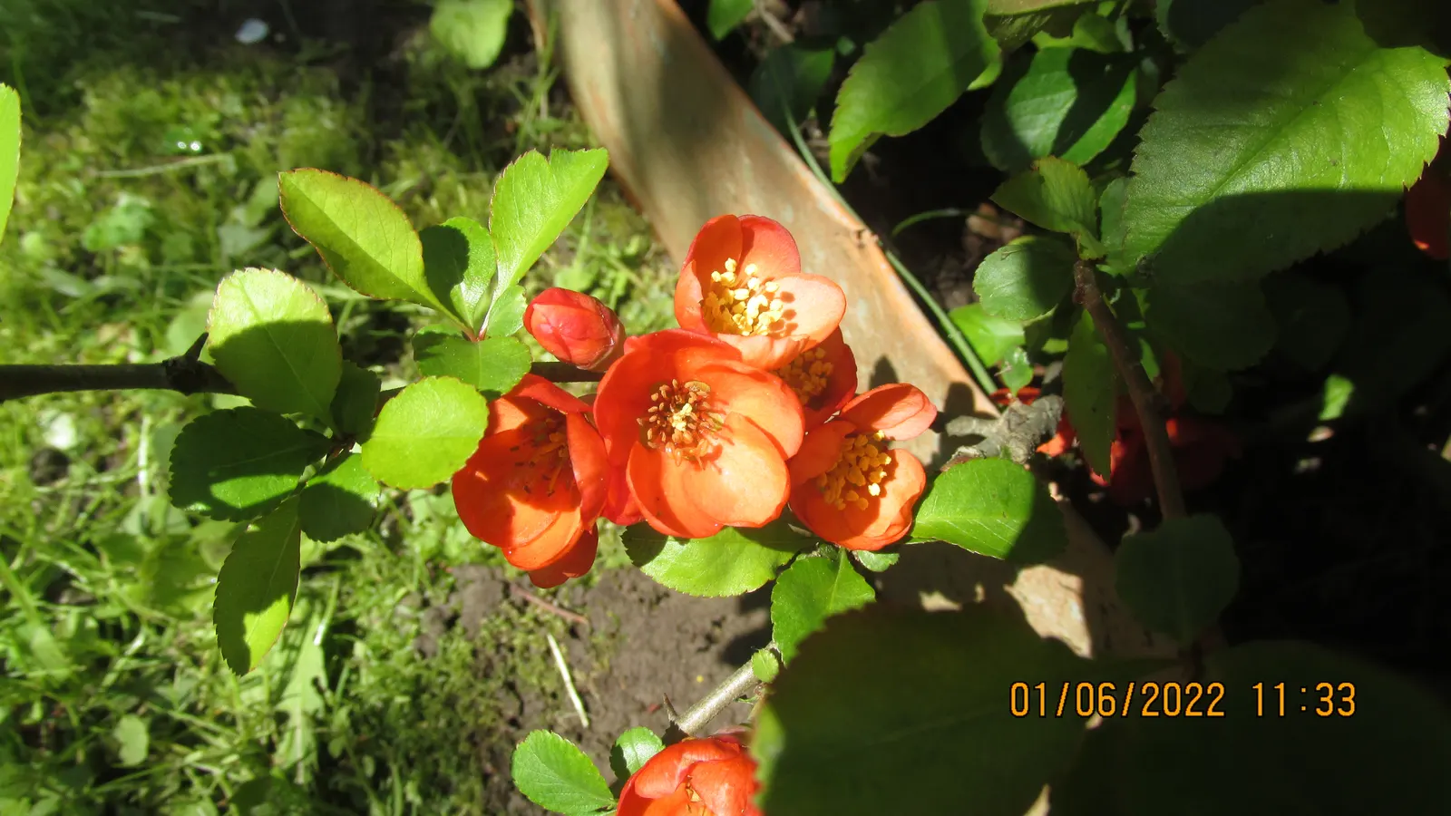 Japanese Flowering Quince (Chaenomeles Speciosa) — Chaenomeles speciosa prefers a well-draining soil and a full sun to partial shade position, image 70