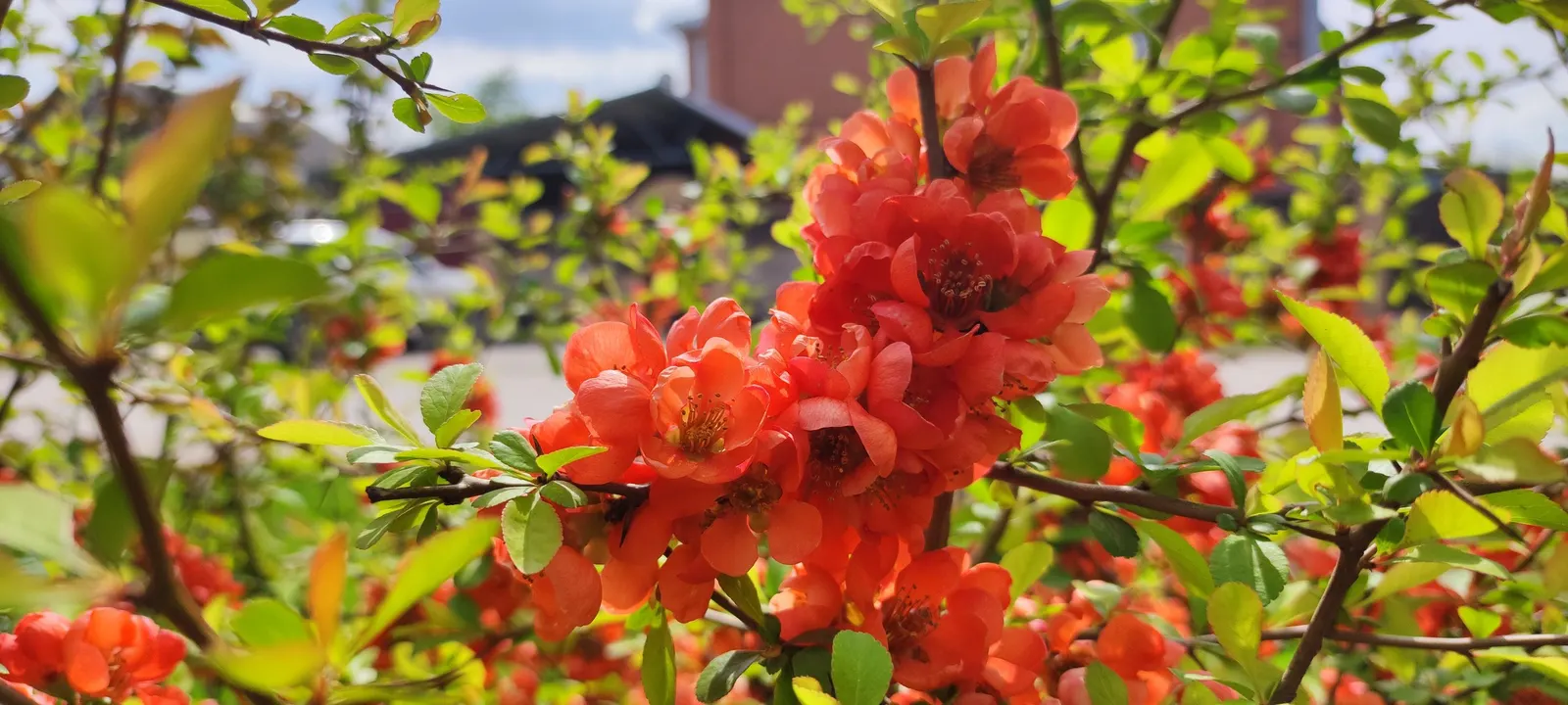 Japanese Flowering Quince (Chaenomeles Speciosa) — Its arresting flowers, in hues of red, pink, or white, are typically about 1.5 inches in, image 77
