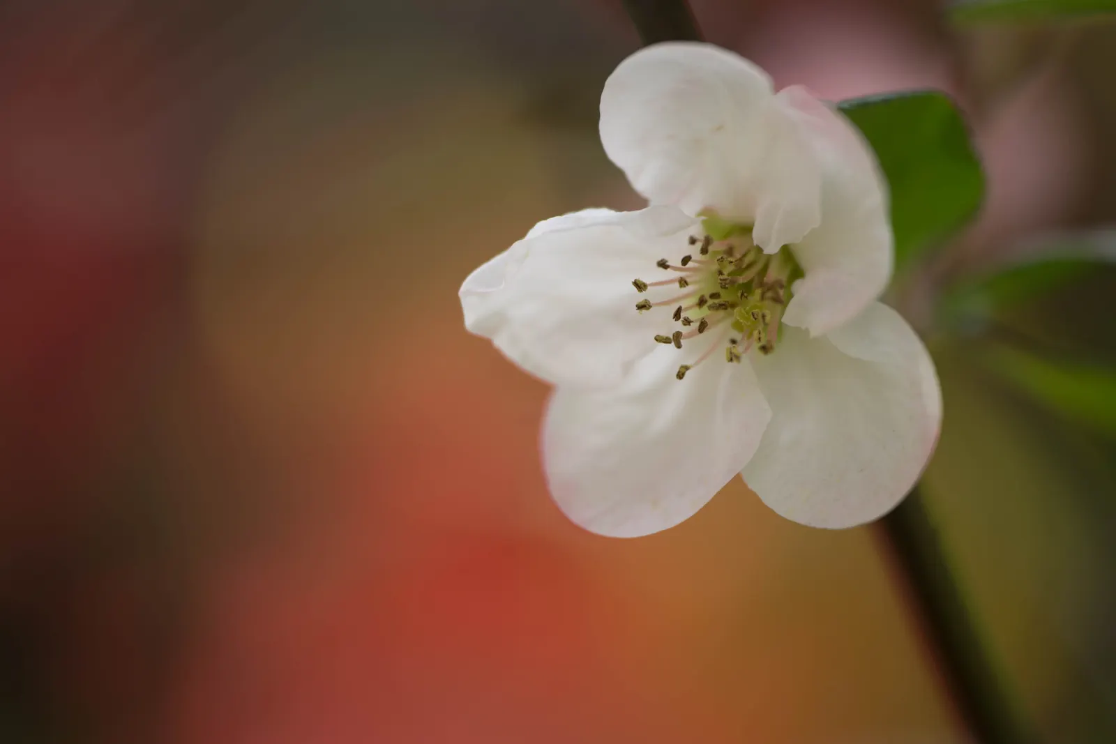 Japanese Flowering Quince (Chaenomeles Speciosa) — It is cold-hardy, accommodating climates down to USDA Hardiness Zone 5