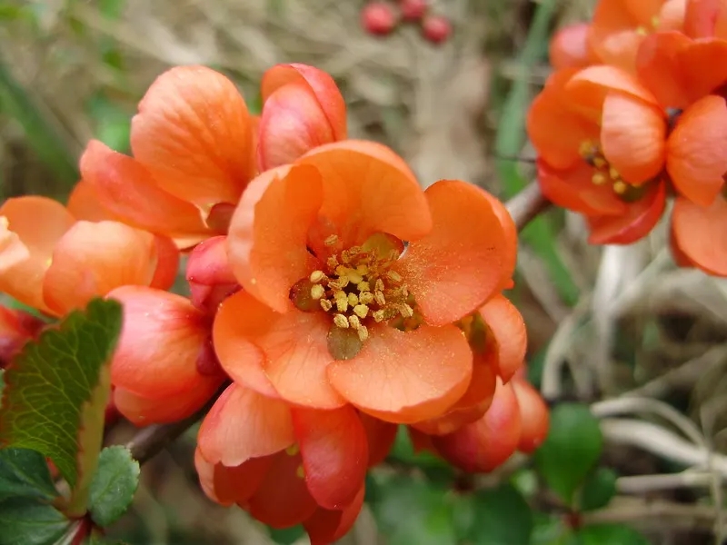 Japanese Flowering Quince (Chaenomeles Speciosa) — these flowers create a captivating show from late winter to early spring; equipped with thorny, image 85