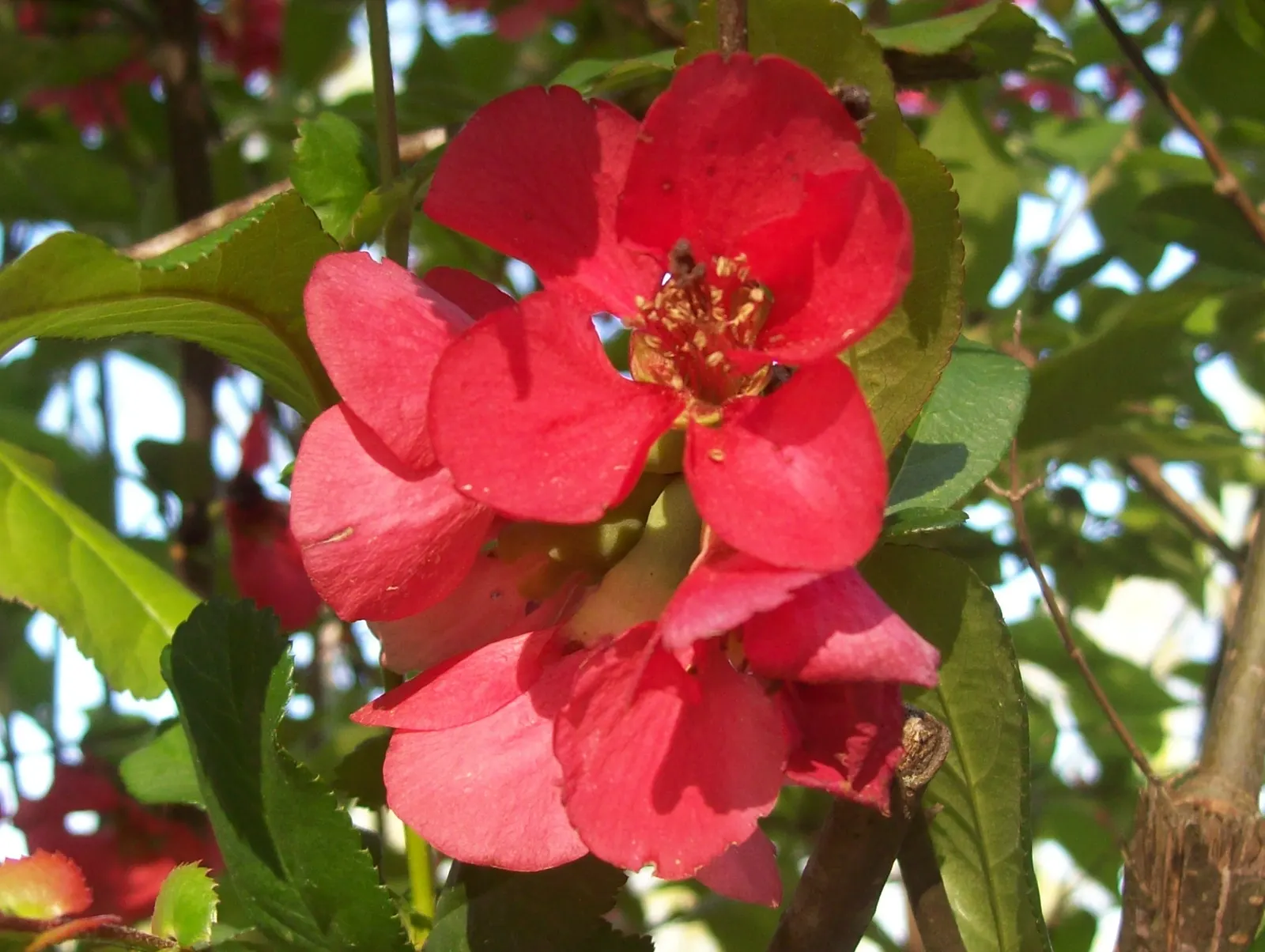 Japanese Flowering Quince (Chaenomeles Speciosa) — shrub with red blooms; these flowers create a captivating show from late winter to early spring, image 151