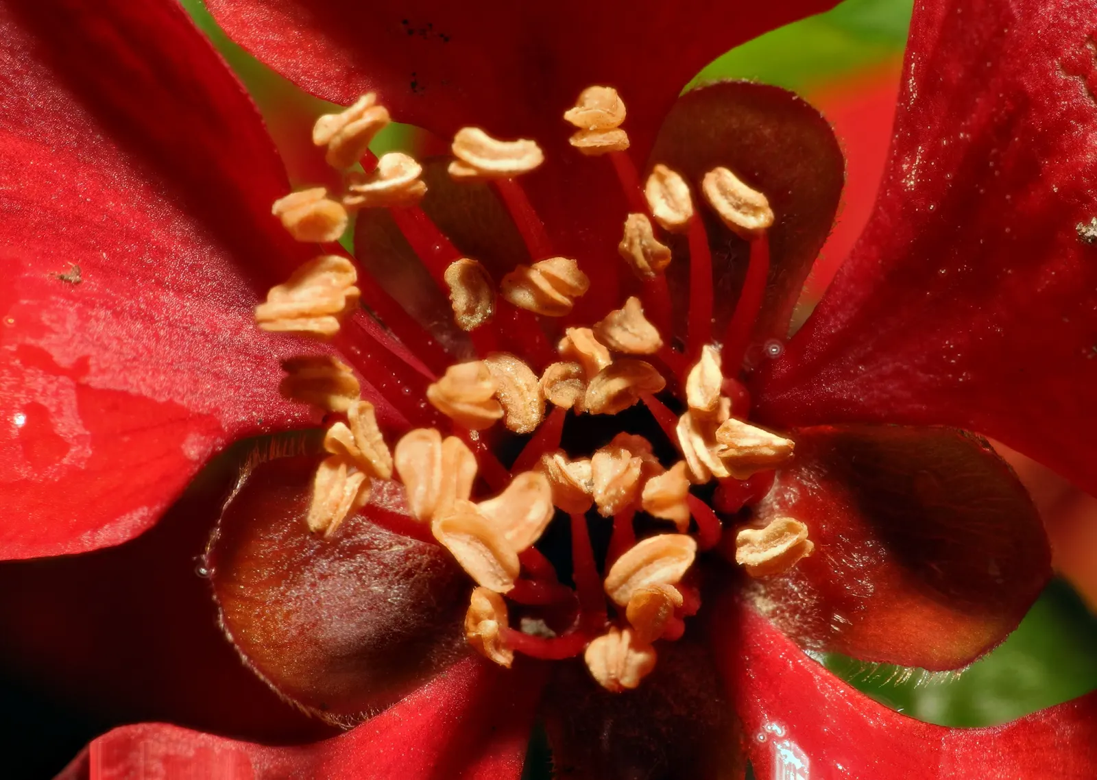 Japanese Flowering Quince (Chaenomeles Speciosa) — around 2 to 3 inches in size, image 86