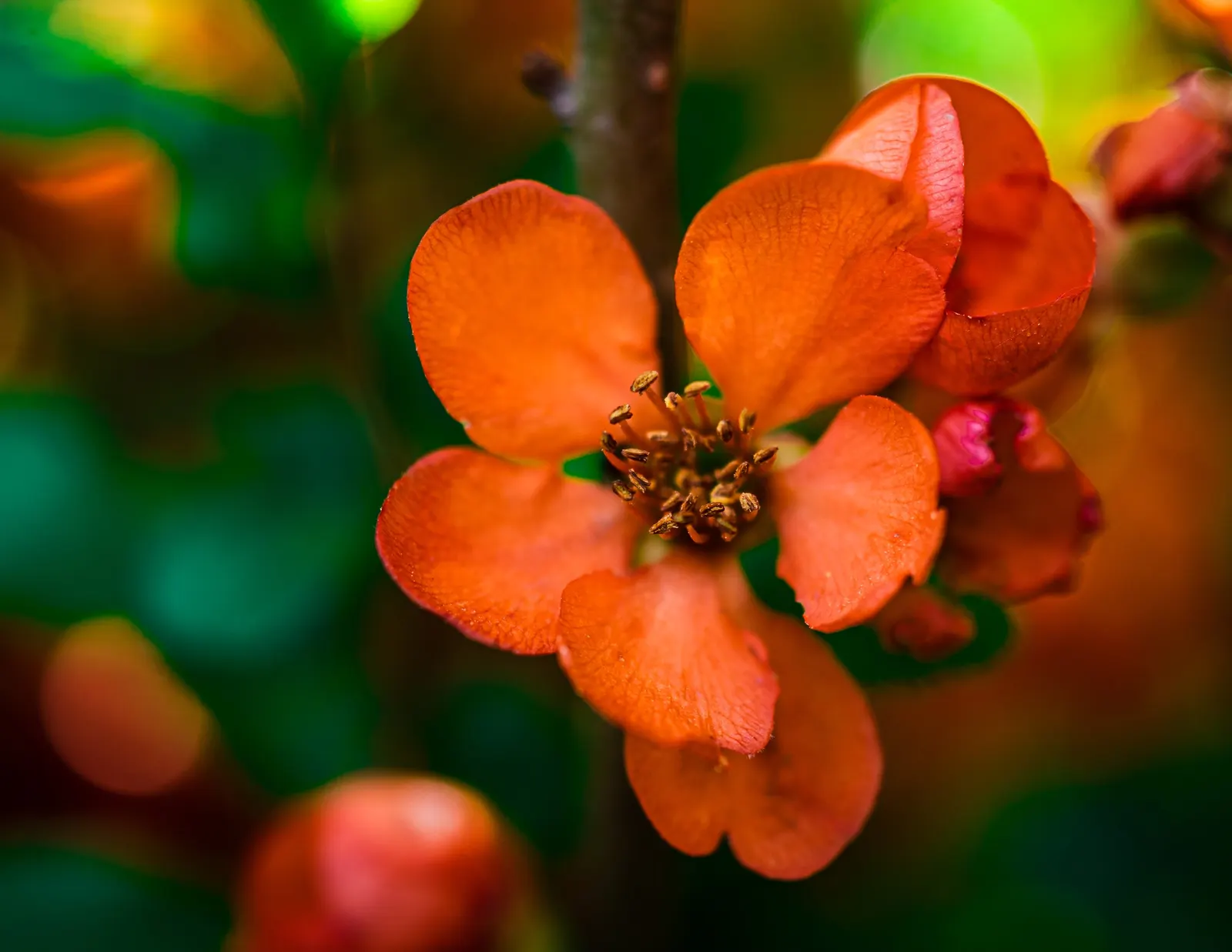 Japanese Flowering Quince (Chaenomeles Speciosa) — Blooming prolifically before the emergence of glossy green foliage; pruning should occur post-flowering to