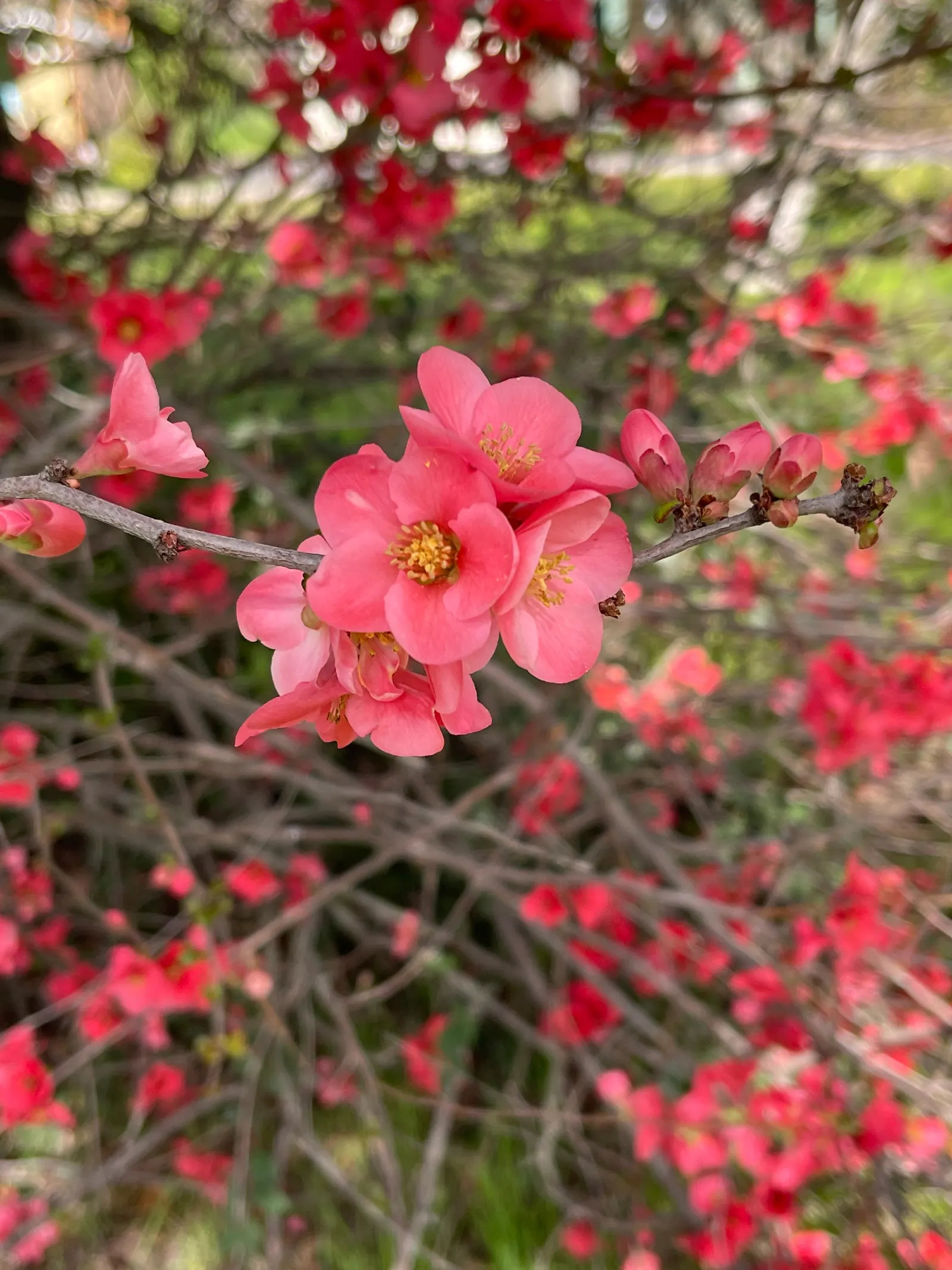 Japanese Flowering Quince (Chaenomeles Speciosa) — It is cold-hardy, accommodating climates down to USDA Hardiness Zone 5; shrub for full or half, image 147