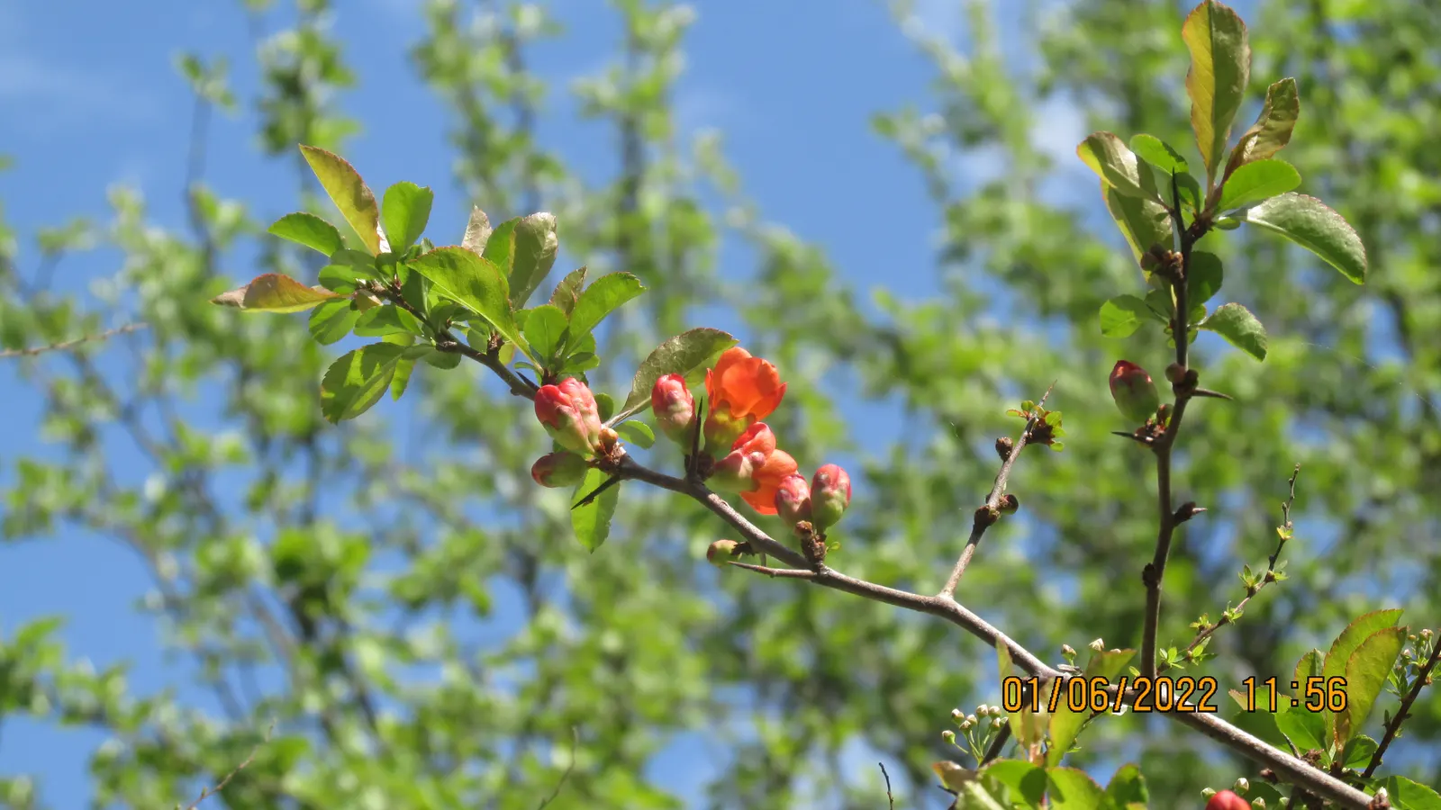 Japanese Flowering Quince (Chaenomeles Speciosa) — Prefers full sun to part shade in well-drained soil; which arrive in hues of scarlet, image 137