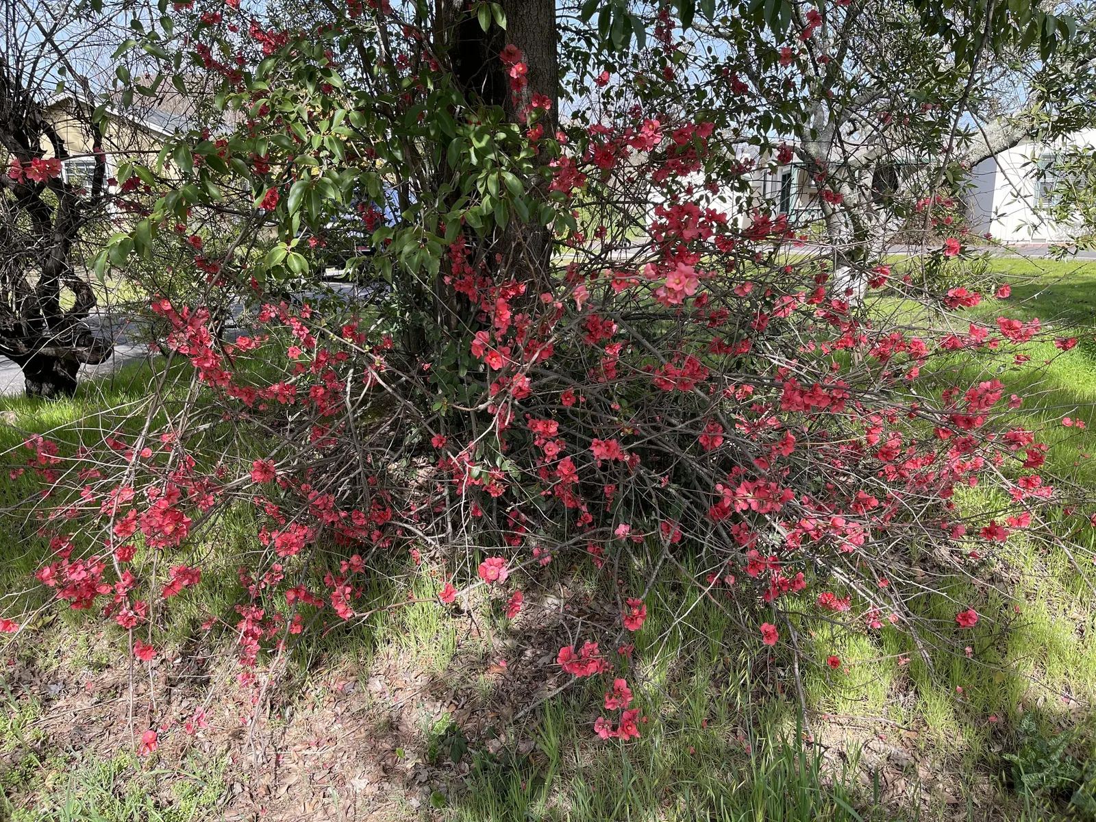 Japanese Flowering Quince (Chaenomeles Speciosa) — measuring up to 1.5 inches across; blooming prolifically before the emergence of glossy green, image 140