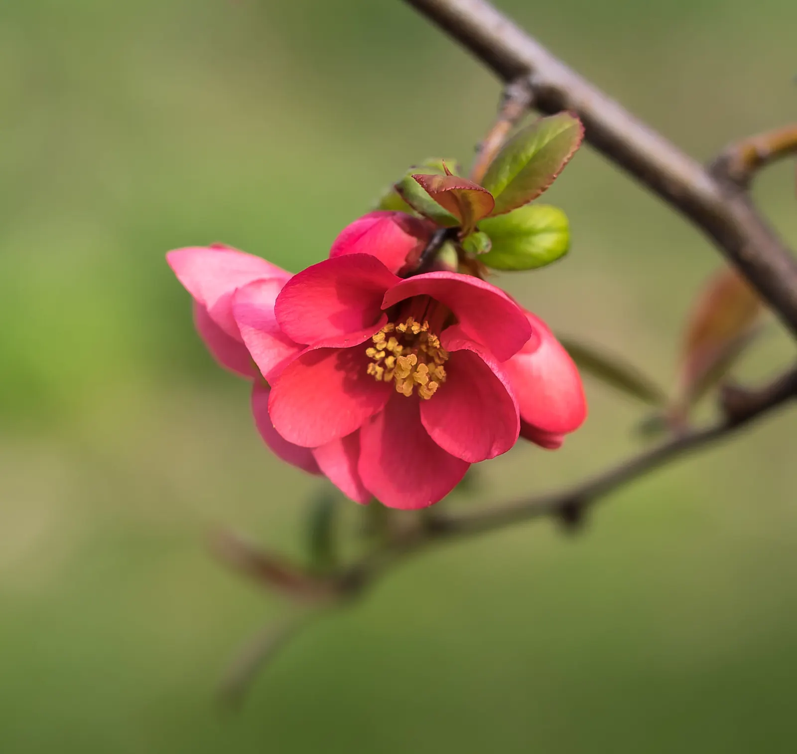 Japanese Flowering Quince (Chaenomeles Speciosa) — which arrive in hues of scarlet; its arresting flowers, in hues of red, pink, or white, are, image 101