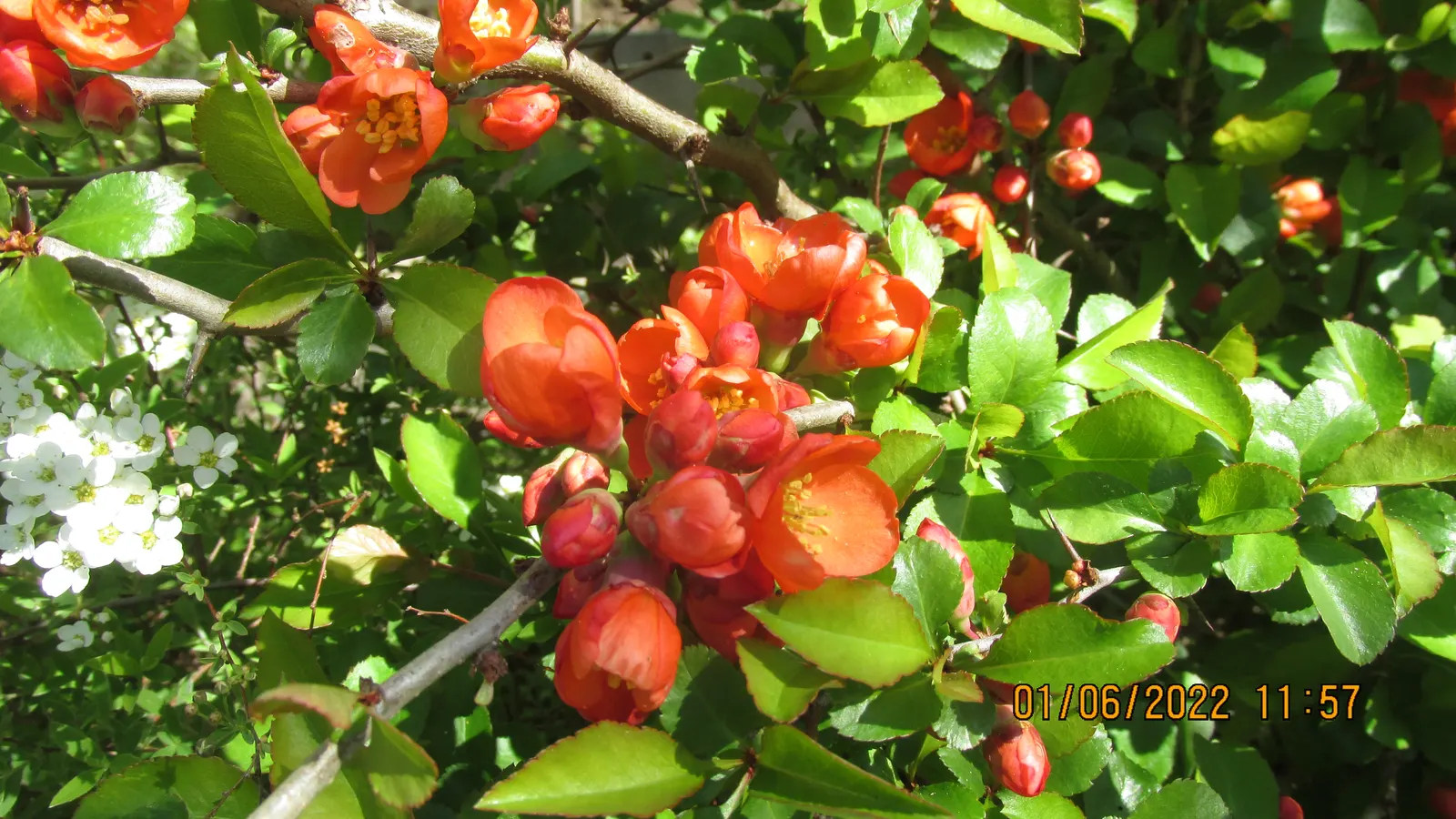 Japanese Flowering Quince (Chaenomeles Speciosa) — red flowers in the garden; this robust plant reaches 6-10 feet in height and spreads 6-10 feet, image 55